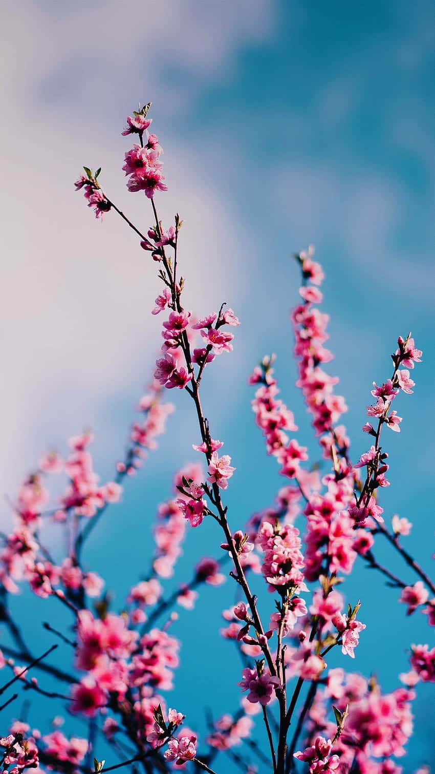 pink cherry blossoms, slender branches, vibrant blue sky, HD Phone Wallpaper