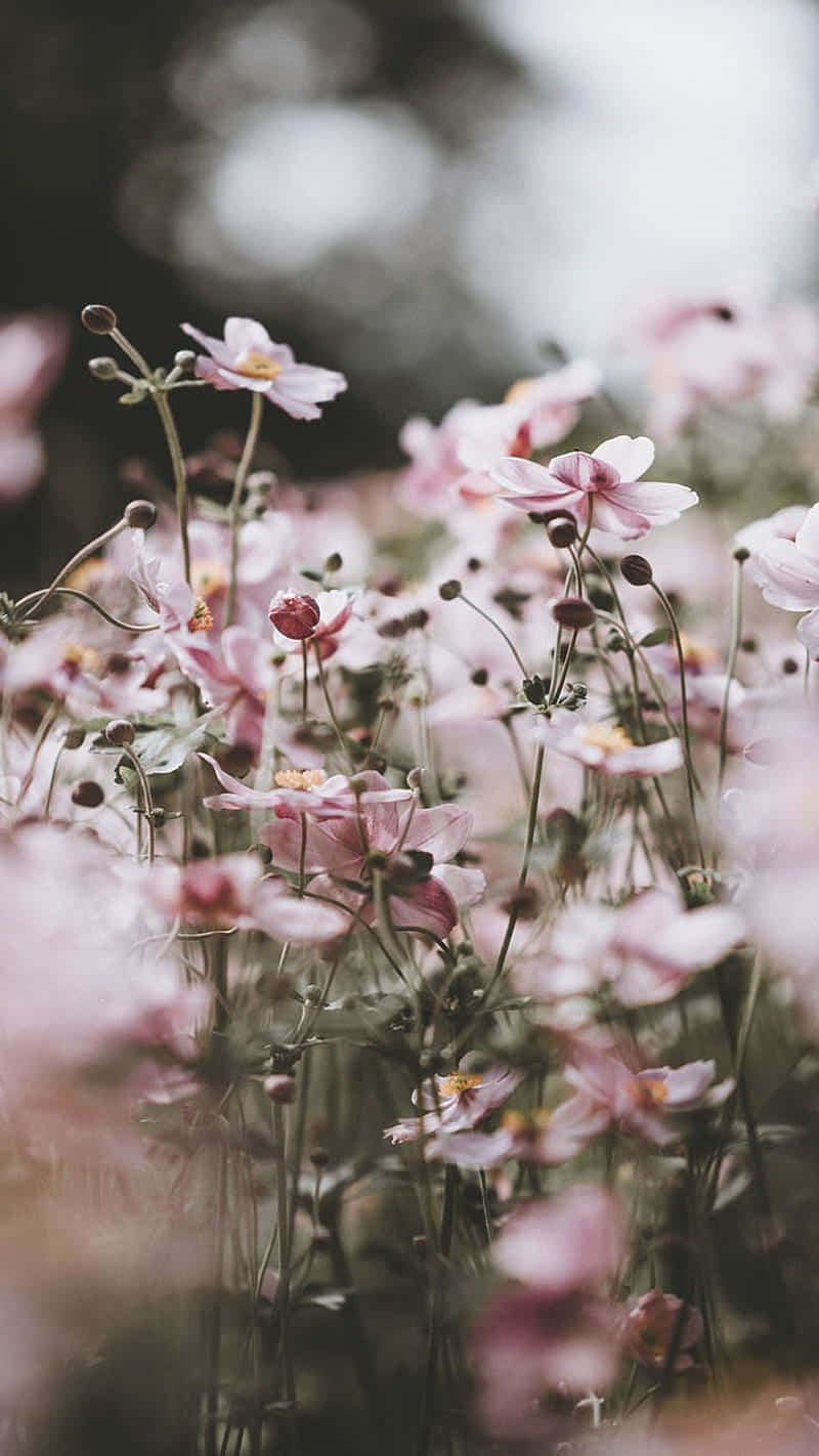 Ethereal Preppy Flower Meadow, soft pink cosmos flowers, sunlit meadow, HD Phone Wallpaper