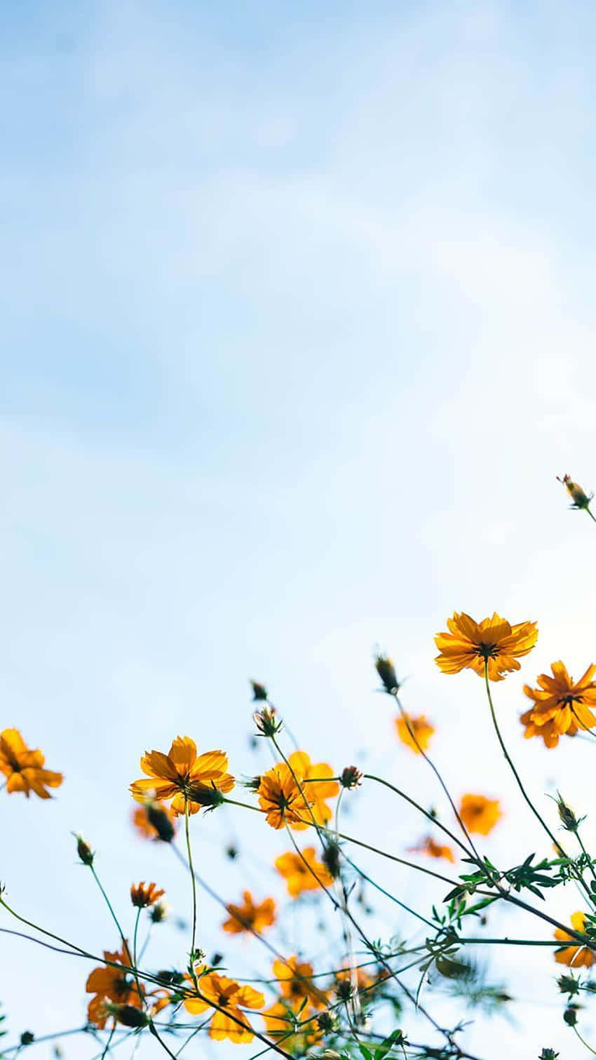 Skyward Yellow Cosmos Blooms, vibrant orange cosmos flowers, soft blue sky, HD Phone Wallpaper