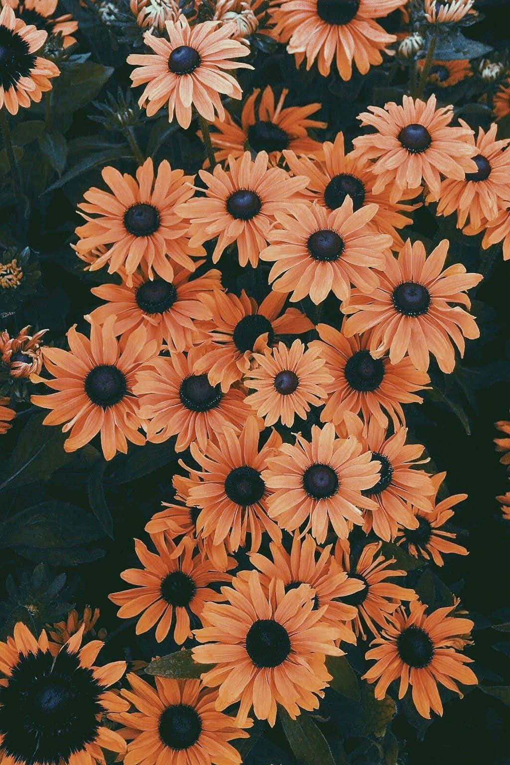 vibrant orange daisy bloom, dark centers, deep green foliage, HD Phone Wallpaper