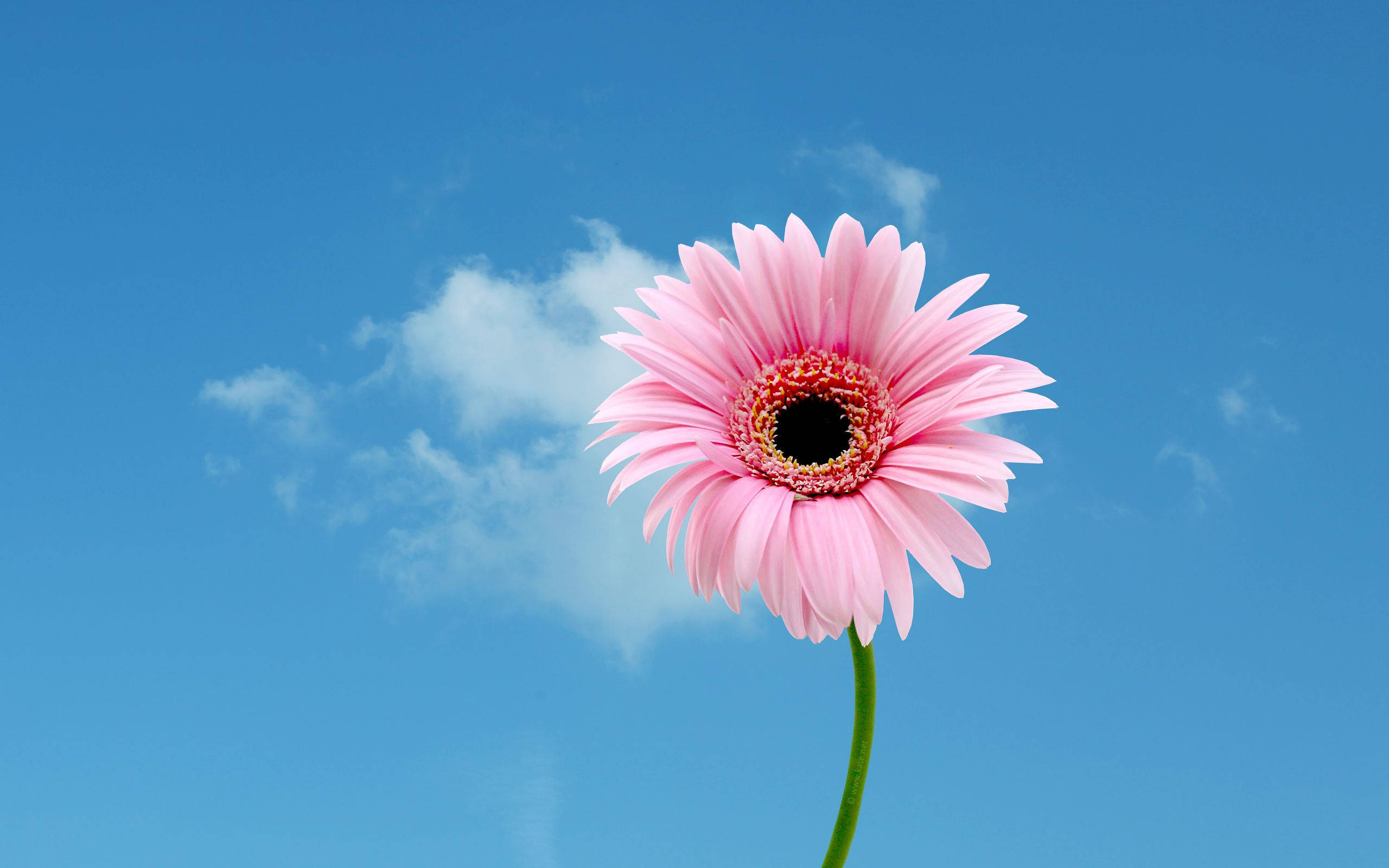 pink gerbera daisy, clear blue sky, soft white clouds, 2K Desktop Wallpaper