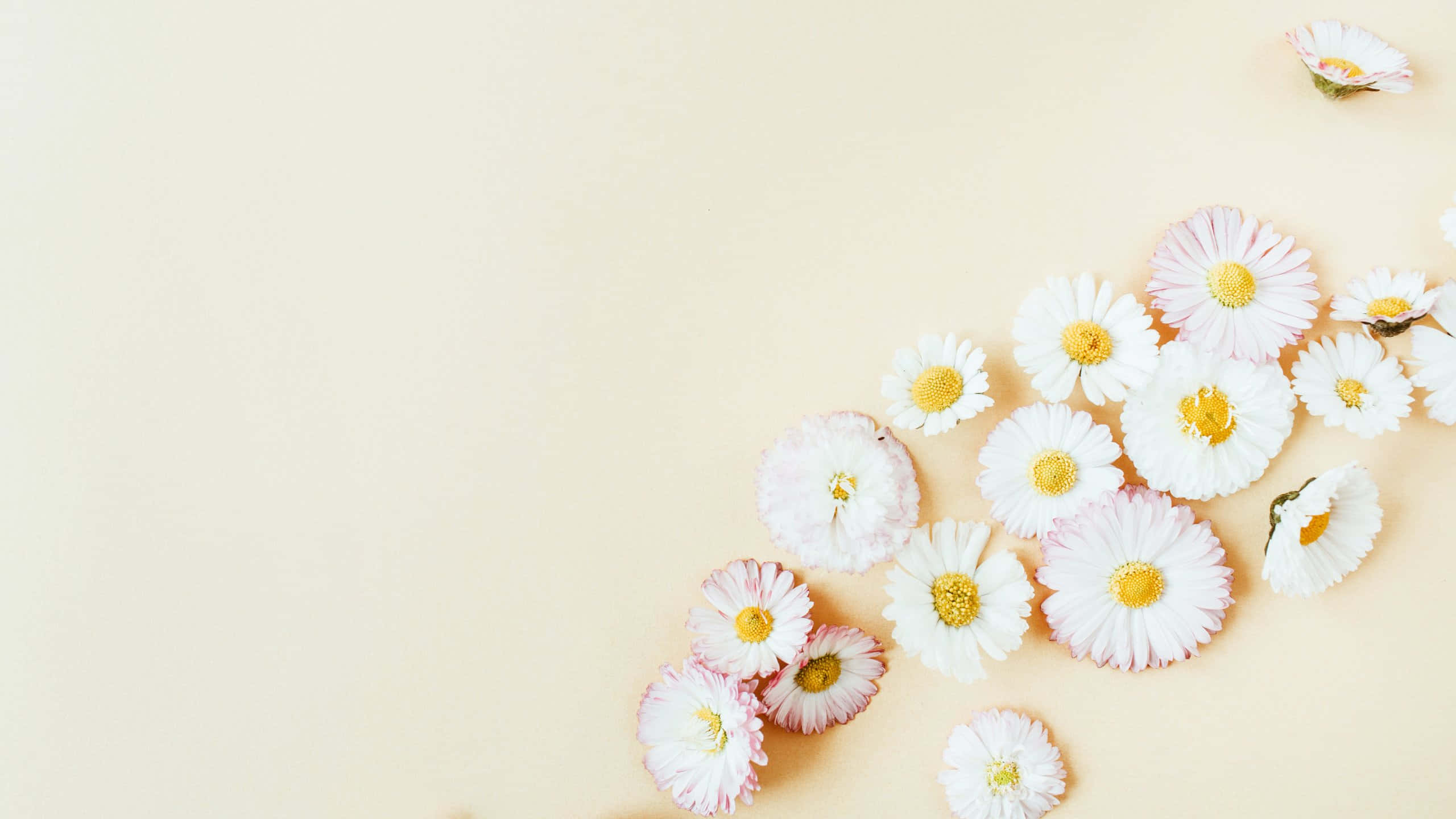 pastel daisy floral arrangement, white daisies, pink daisies, 2K Desktop Wallpaper