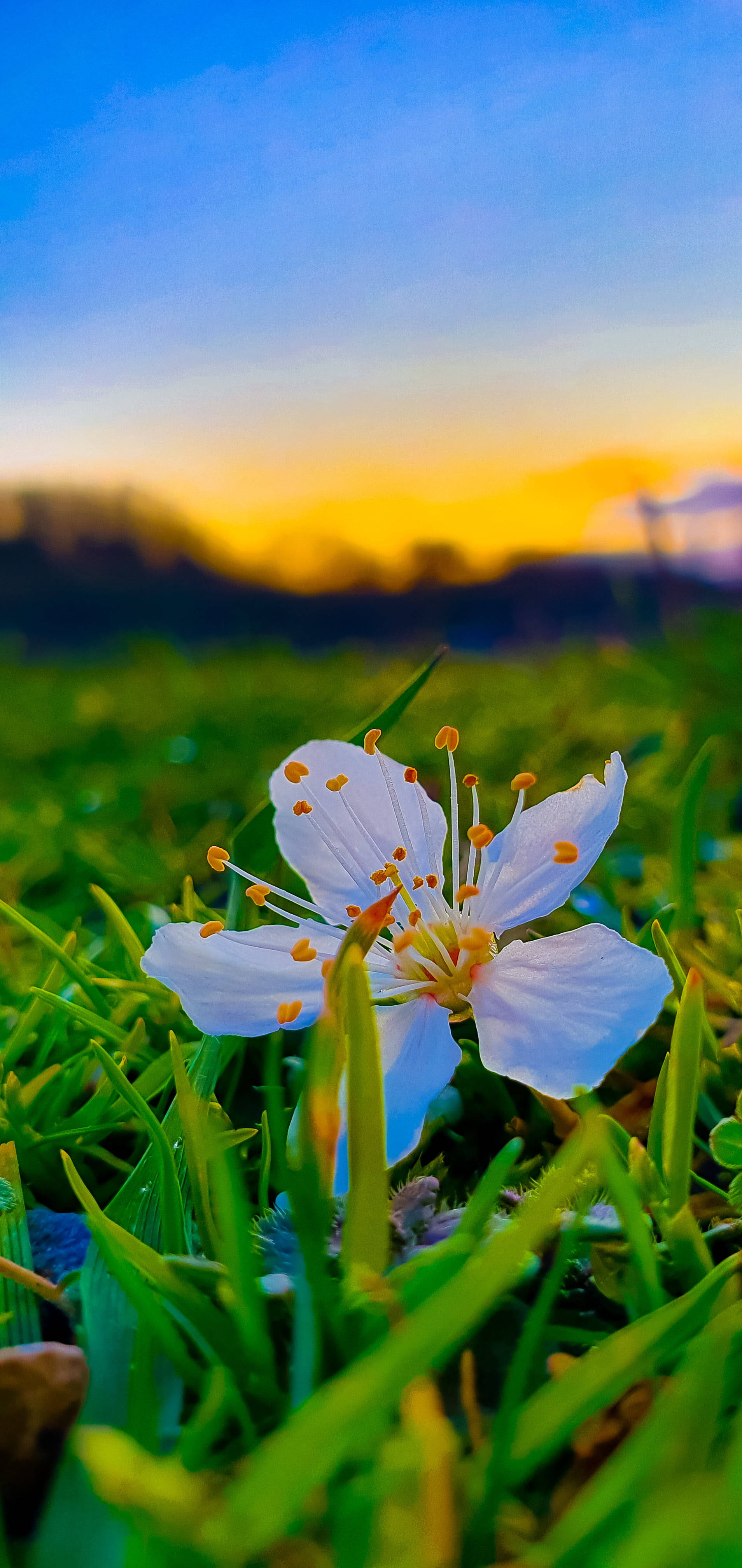 white flower, orange stamens, vibrant green grass, 4K Phone Wallpaper