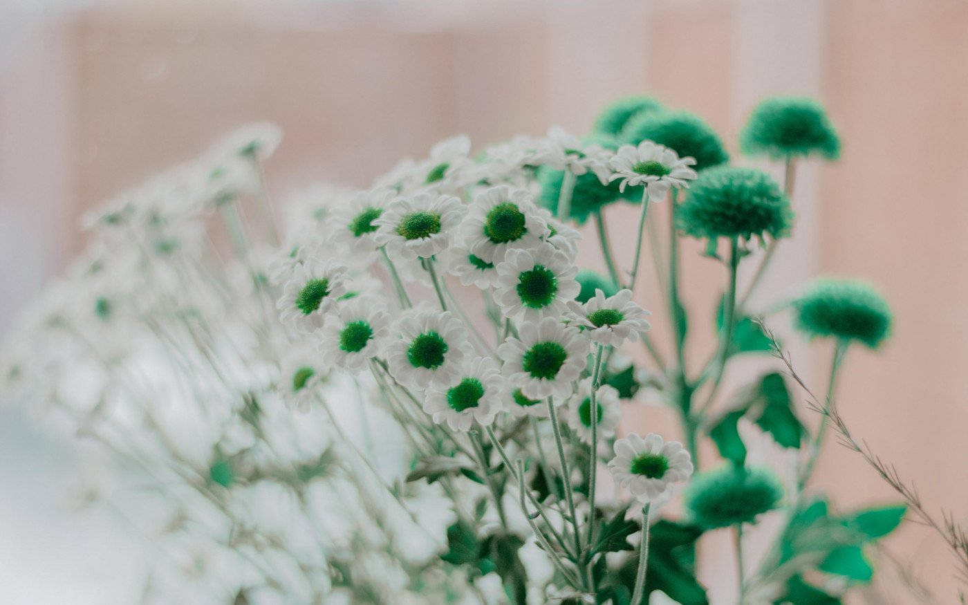 Common Daisy, white flower, vibrant green centers, HD Desktop Wallpaper