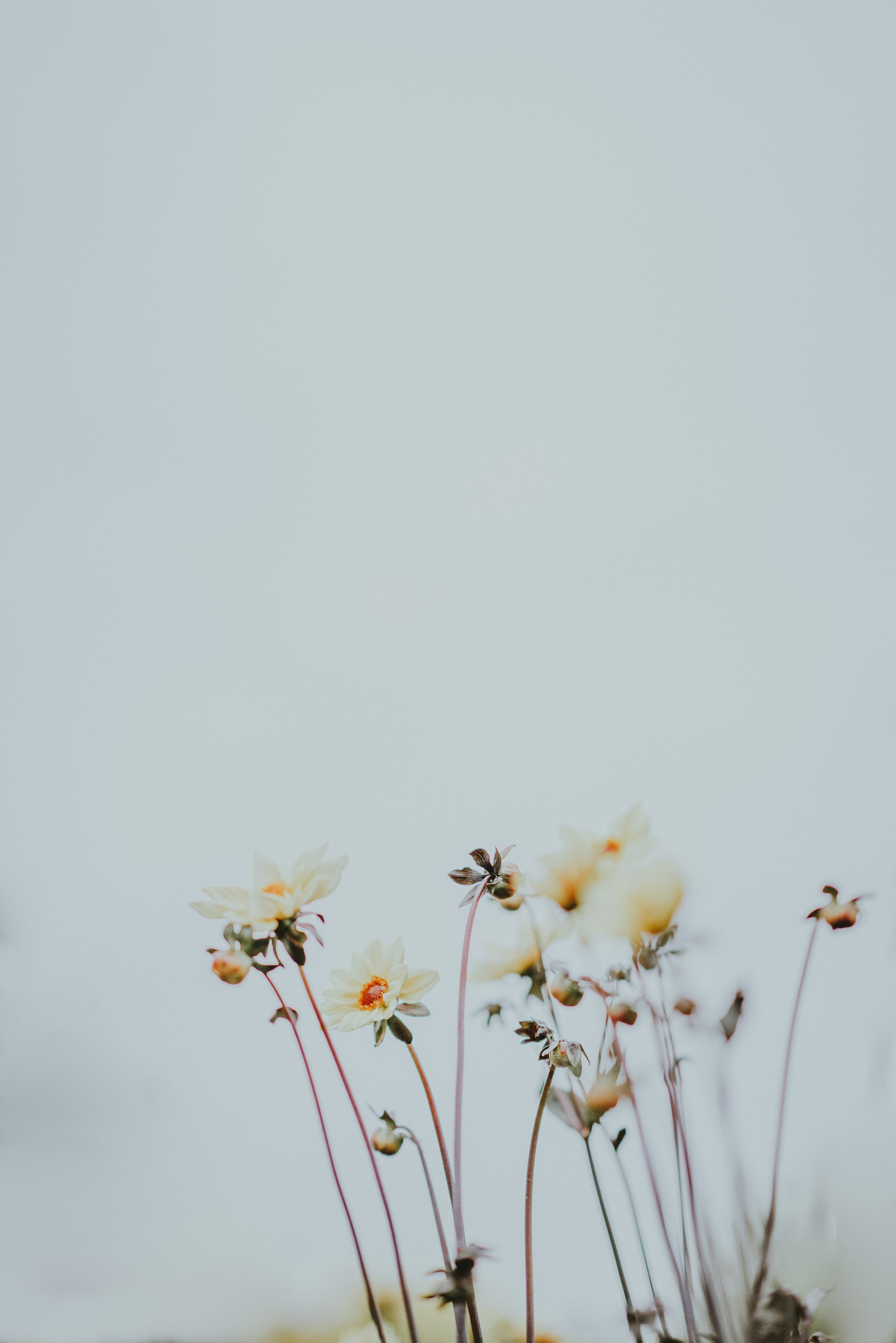 Calm Daisy Flower, white daisies, orange centers, 2K Phone Wallpaper