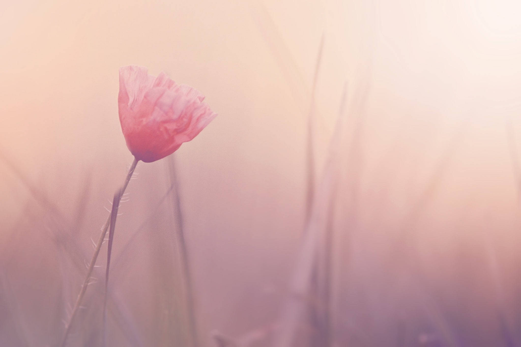 solid pastel pink flower, pink poppy, soft morning mist, Full HD Desktop Wallpaper