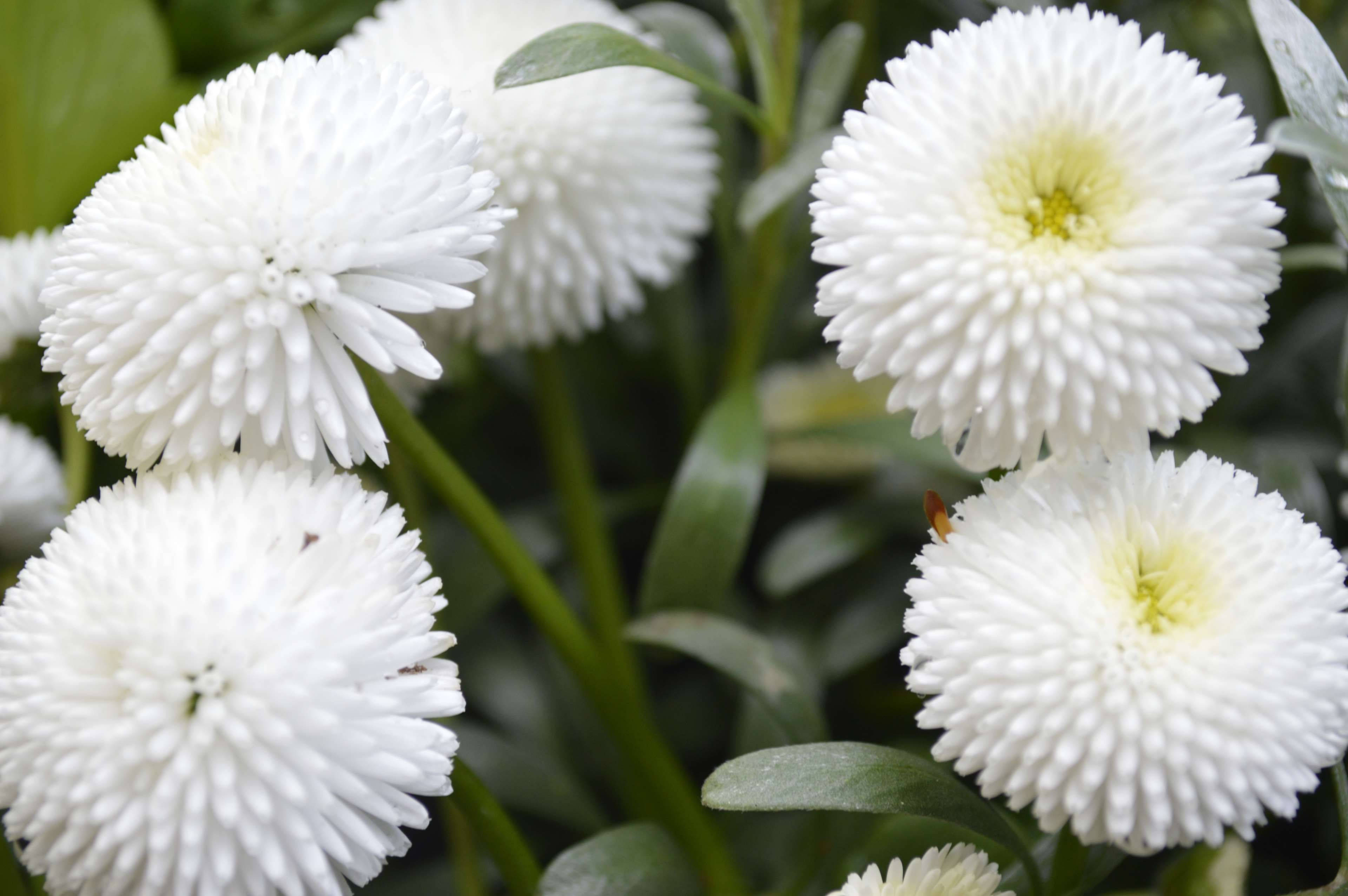 white flower pompom daisy, fluffy white daisies, pale yellow centers, 4K Desktop Wallpaper
