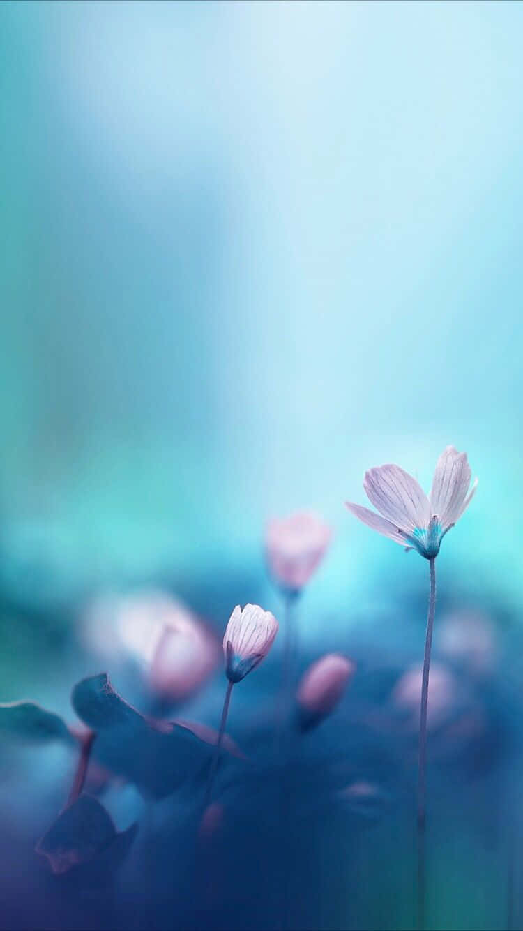 cute flower, delicate pink flowers, slender stems, HD Phone Wallpaper