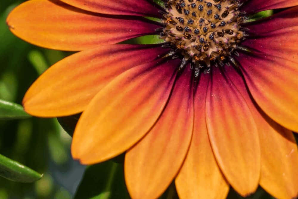 Audacious Flower, daisy-like flower, orange and deep red petals, SD Desktop Wallpaper
