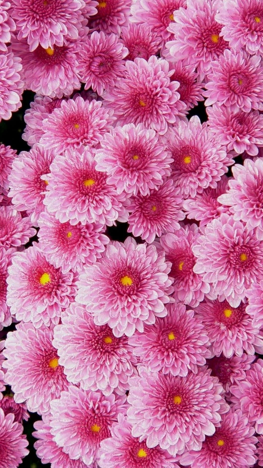 pink chrysanthemums, yellow centers, dark background, Full HD Phone Wallpaper
