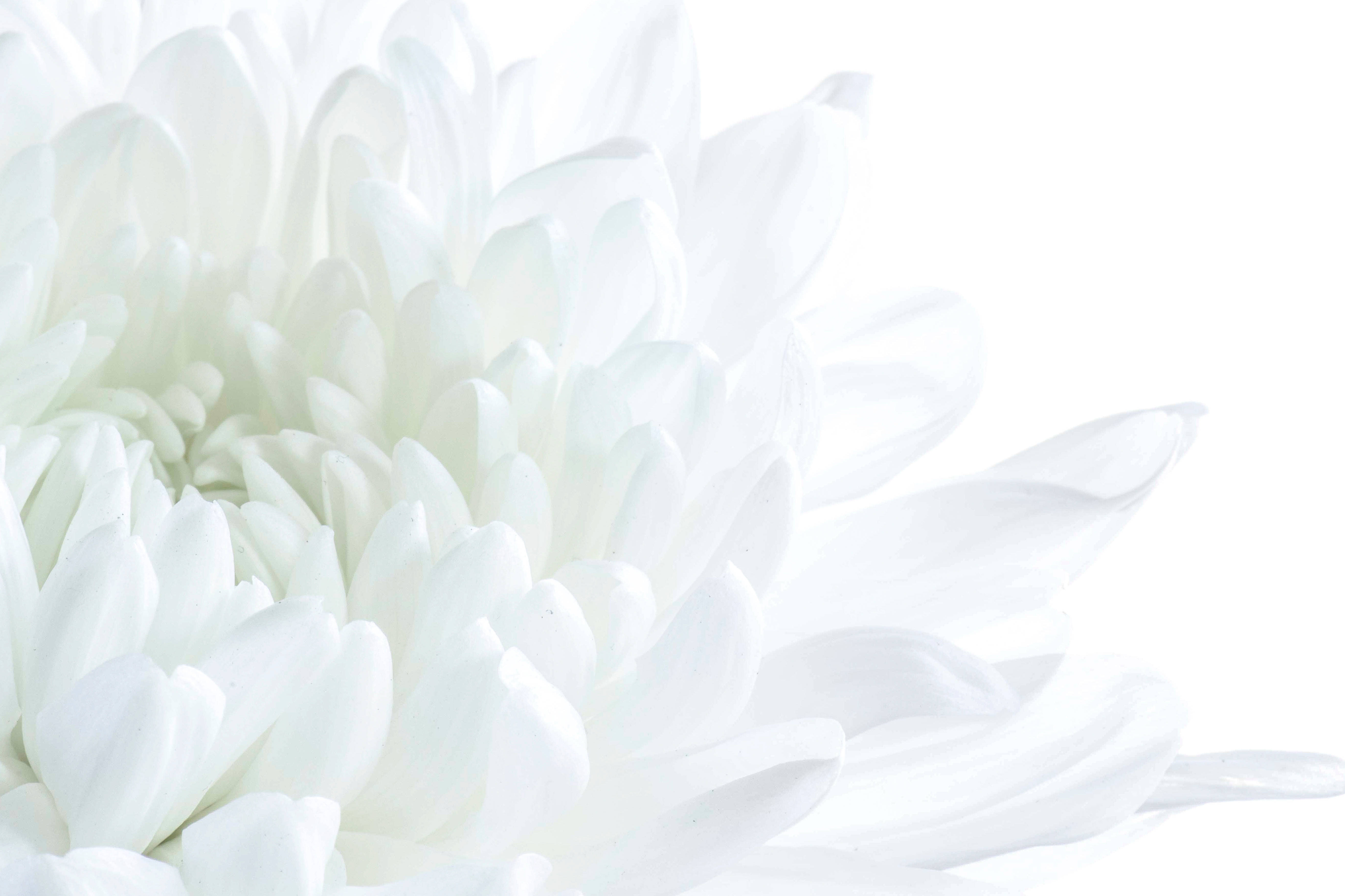 white chrysanthemum, delicate layered petals, pure white background, 5K Desktop Wallpaper