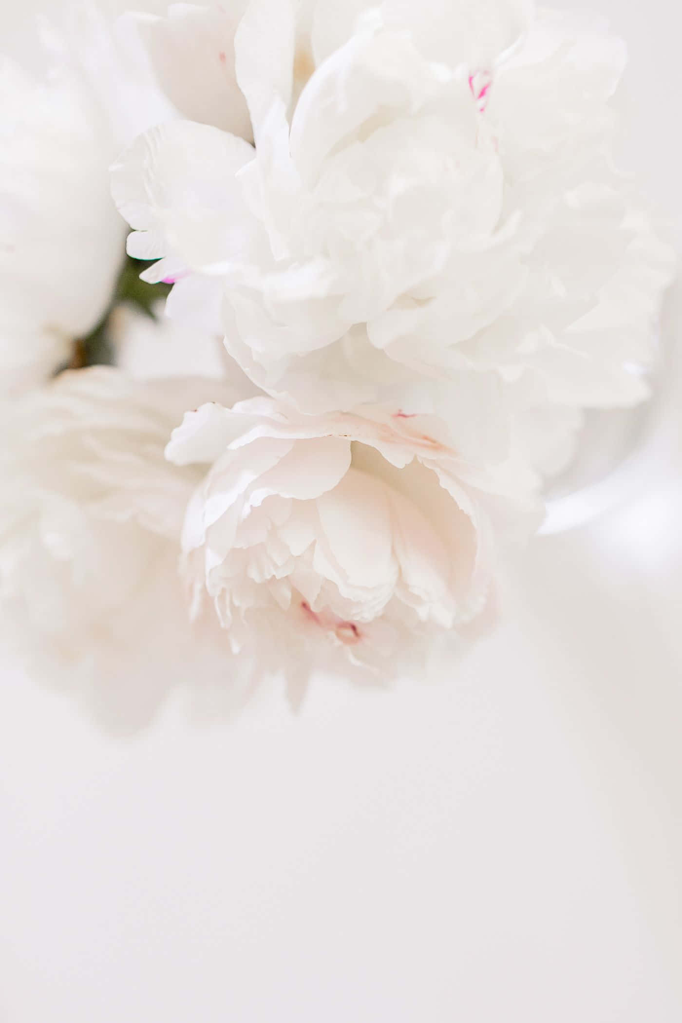 elegant white peony bloom, soft white peonies, delicate pink blush, Full HD Phone Wallpaper