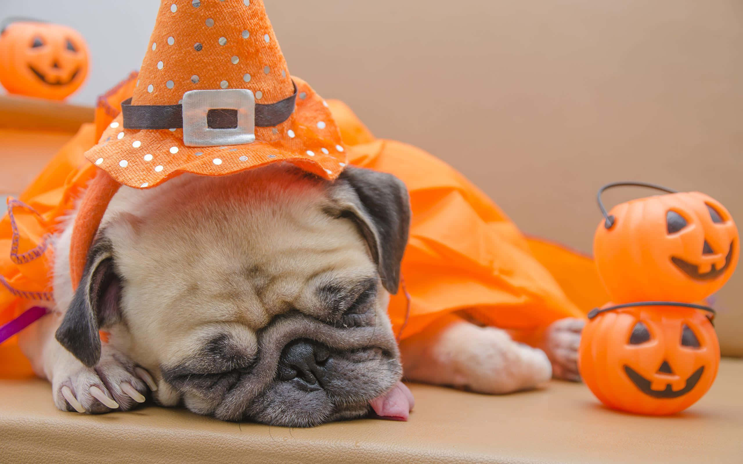 Preppy Halloween, pug, orange witch costume, 2K Desktop Wallpaper