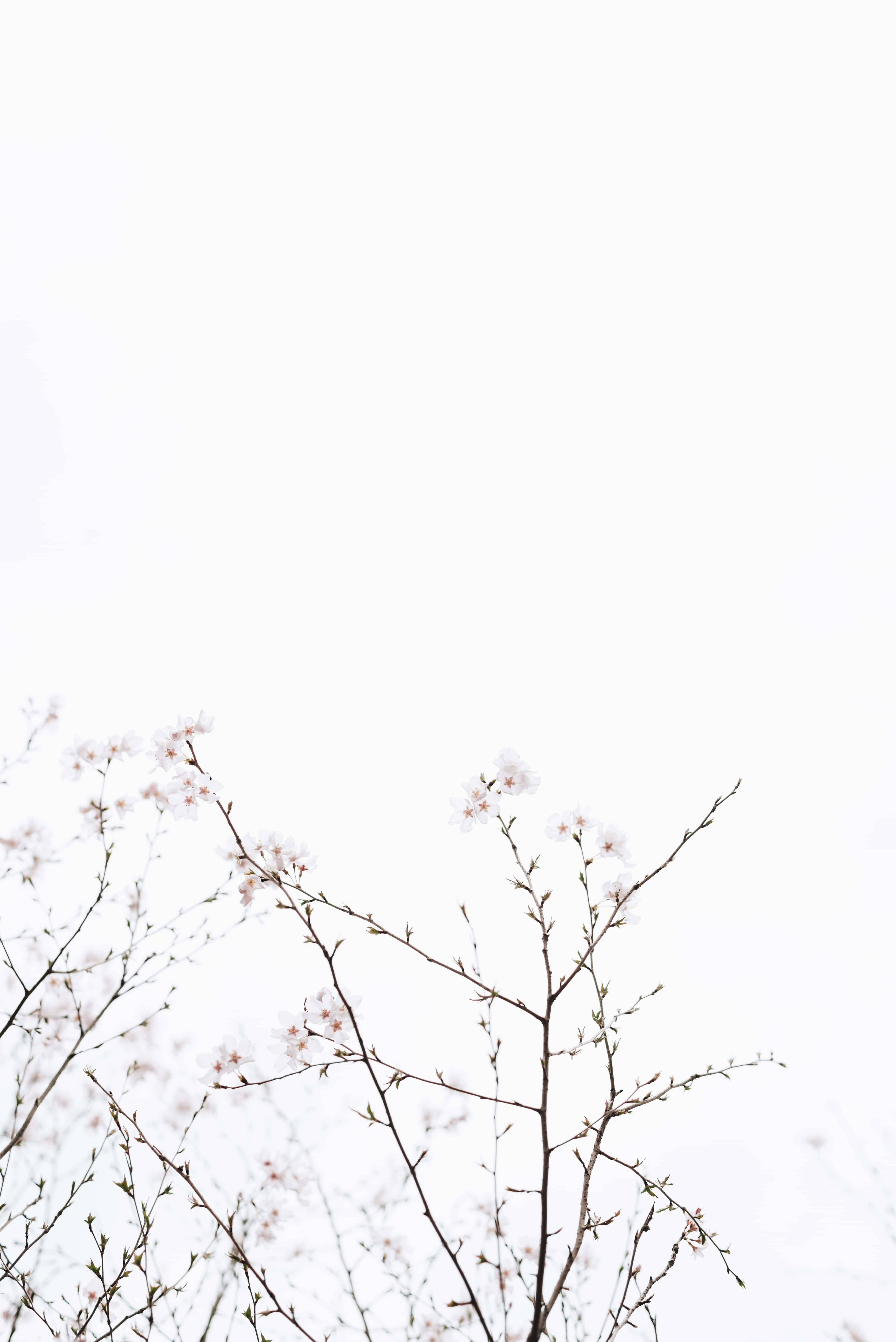 white aesthetic laptop, cherry blossom branches, soft pink flowers, 5K Phone Wallpaper