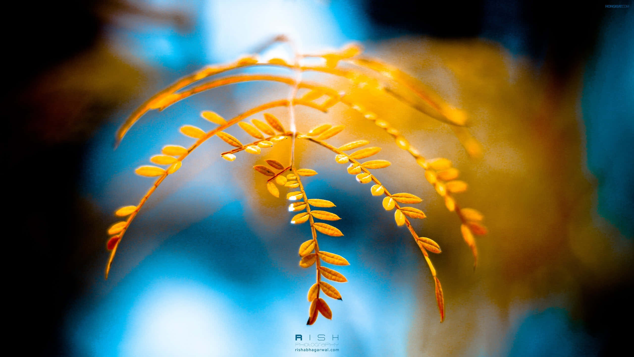 pastel yellow laptop, 2560 x 1440, golden leafy branch, 2K Desktop Wallpaper