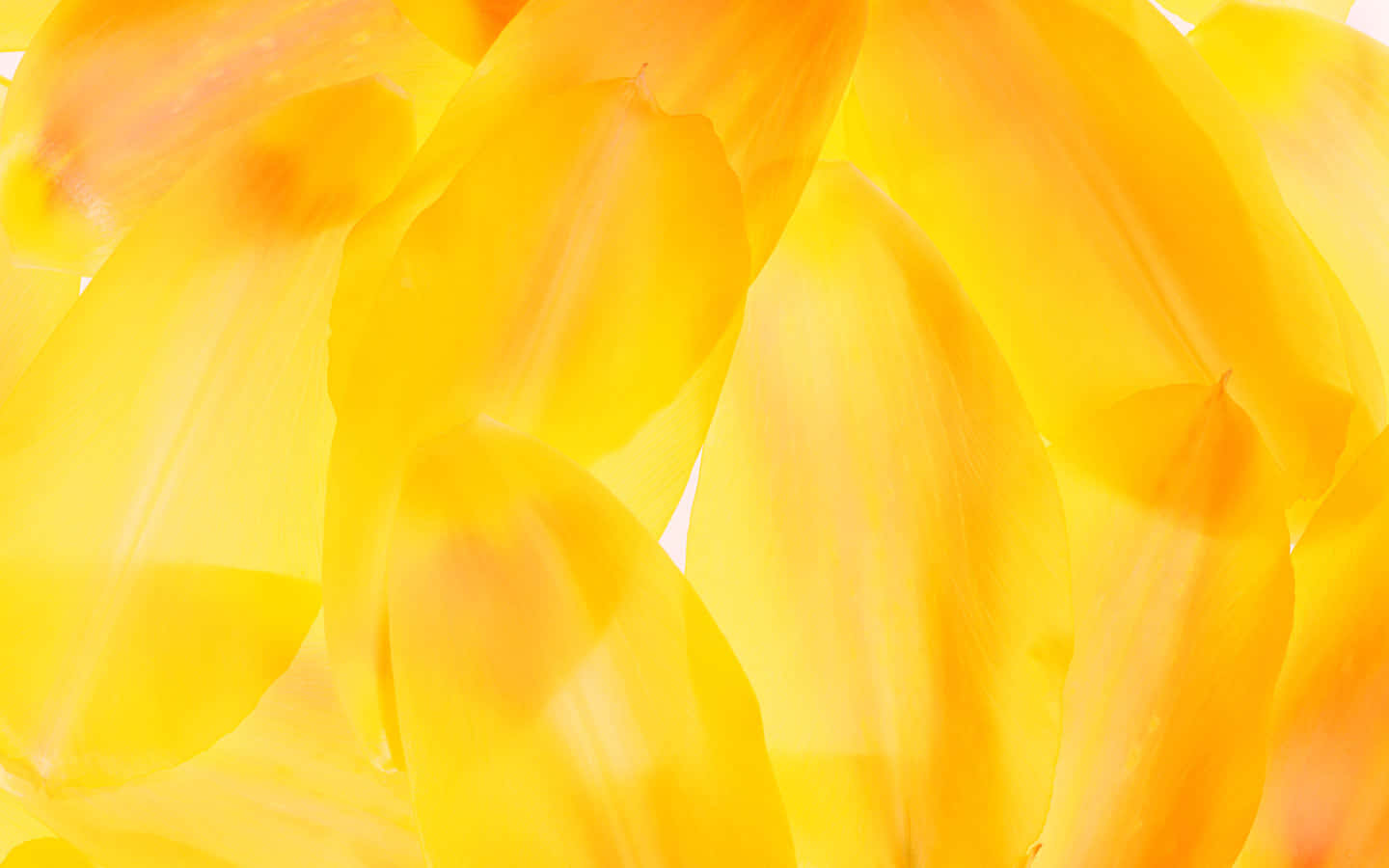 pastel yellow laptop, slim design, translucent yellow, HD Desktop Wallpaper