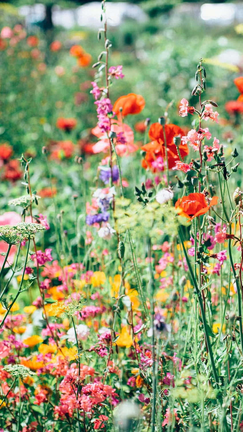 Preppy Spring, floral bliss, red, HD Phone Wallpaper