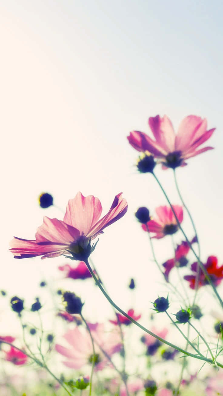 Preppy Spring, cosmos flowers, soft pink, HD Phone Wallpaper