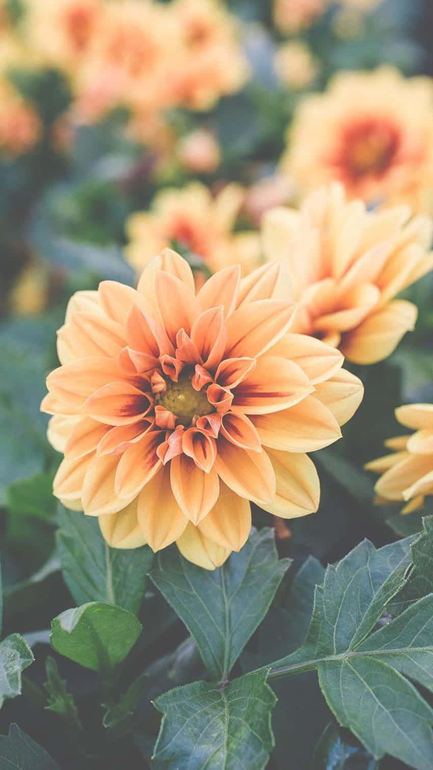Preppy Spring, orange dahlia flower, vibrant orange, HD Phone Wallpaper