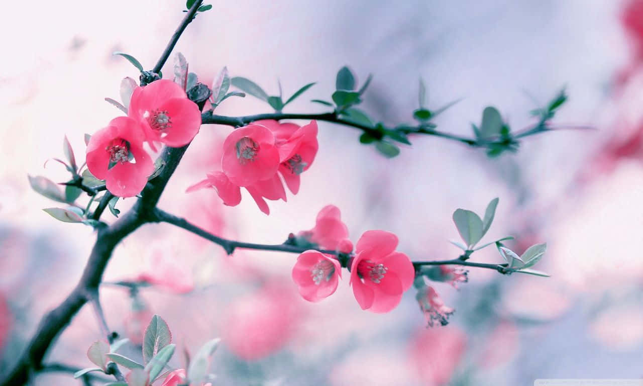 springtime floral elegance, pink blossoms, dark branches, HD Desktop Wallpaper