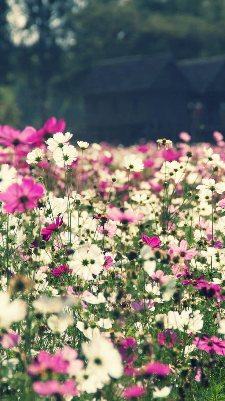 cosmos flowers, pink and white, vibrant field, HD Phone Wallpaper
