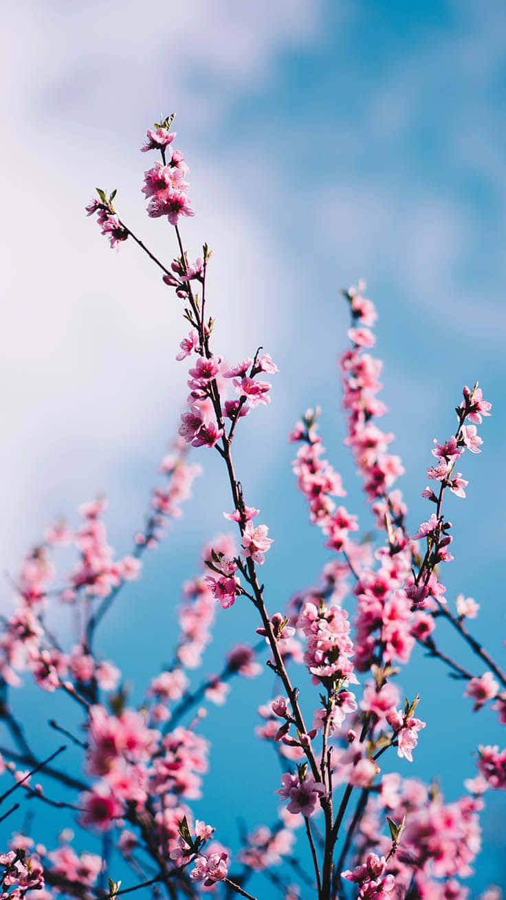 Preppy Spring Blossoms, pink cherry blossoms, slender branches, HD Phone Wallpaper
