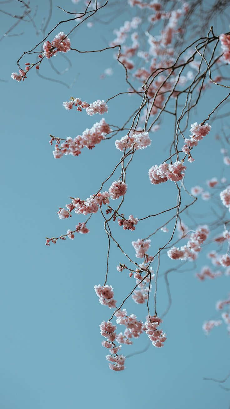 cherry blossoms, pink, bare branches, HD Phone Wallpaper