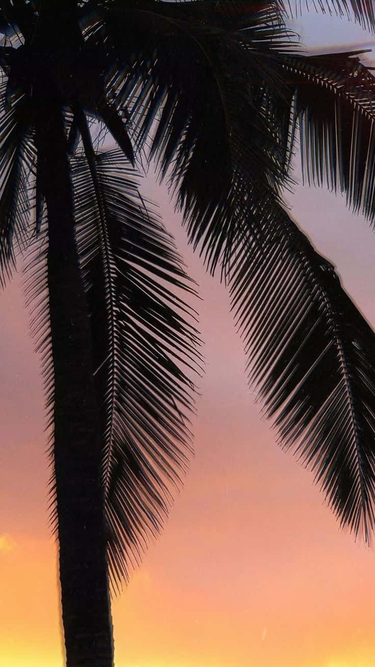 tropical sunset, palm tree fronds, vibrant sunset sky, HD Phone Wallpaper