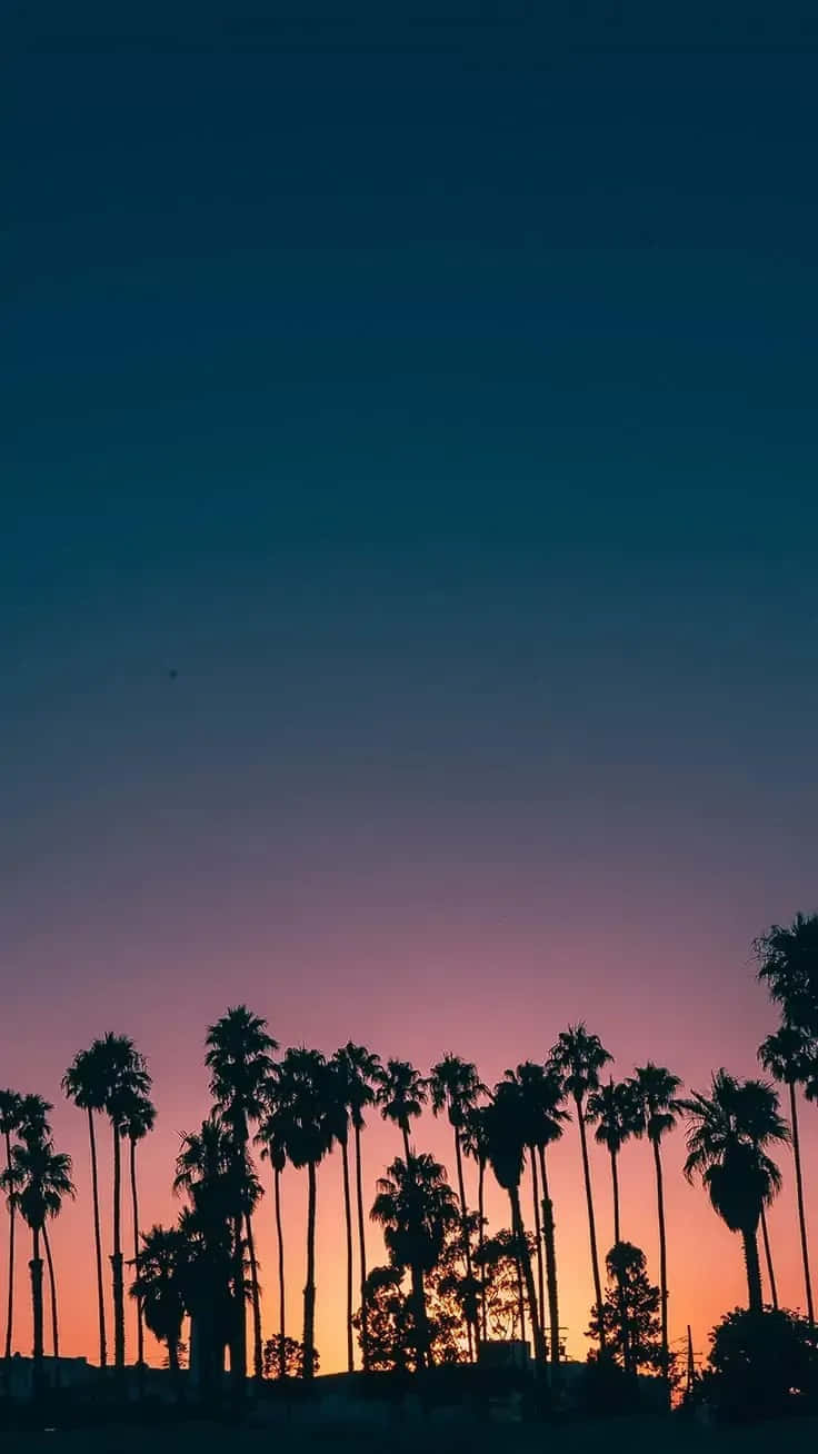 Preppy Summer, sunset, palm trees, HD Phone Wallpaper