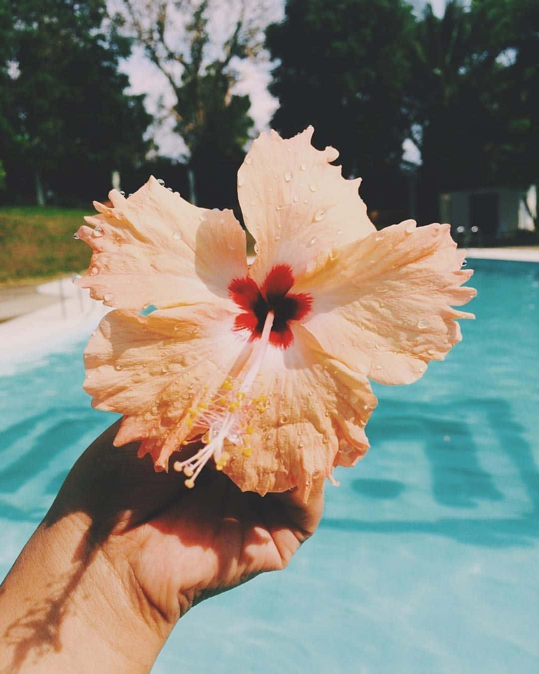 peach hibiscus, sunlit swimming pool, green trees, HD Phone Wallpaper