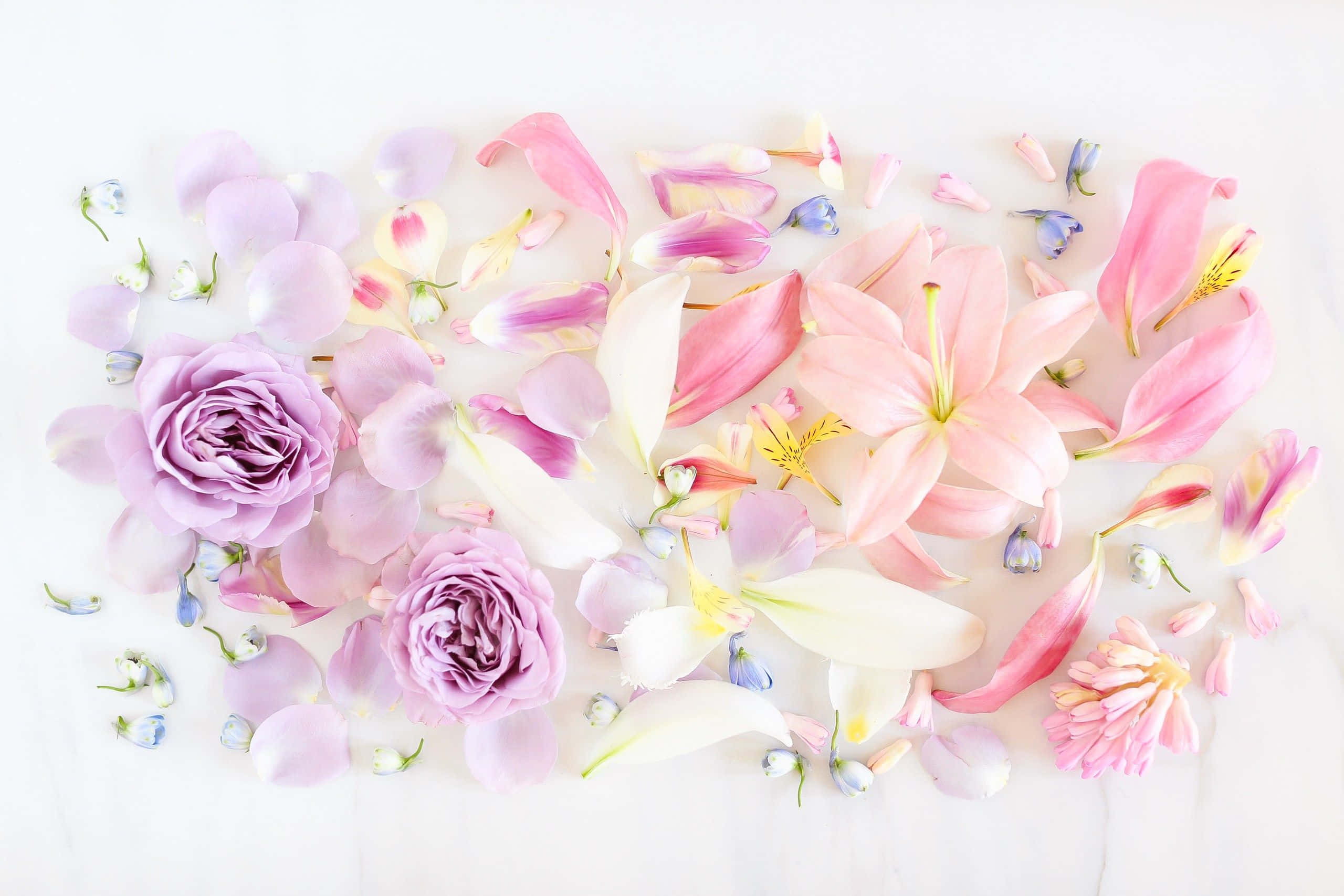 pastel pink, white, lavender, 2K Desktop Wallpaper