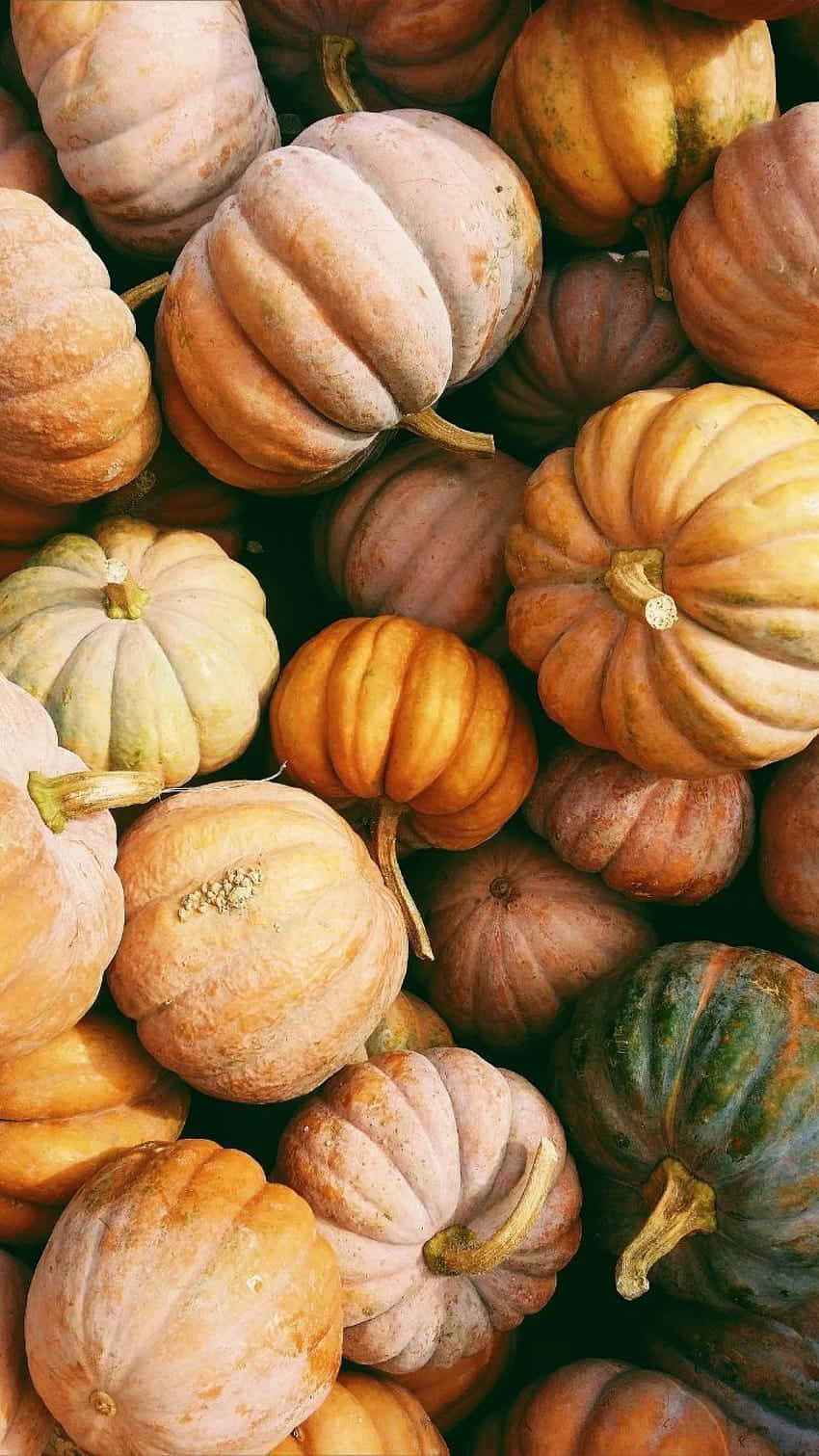 Preppy Thanksgiving, pumpkin patch, warm autumn hues, HD Phone Wallpaper