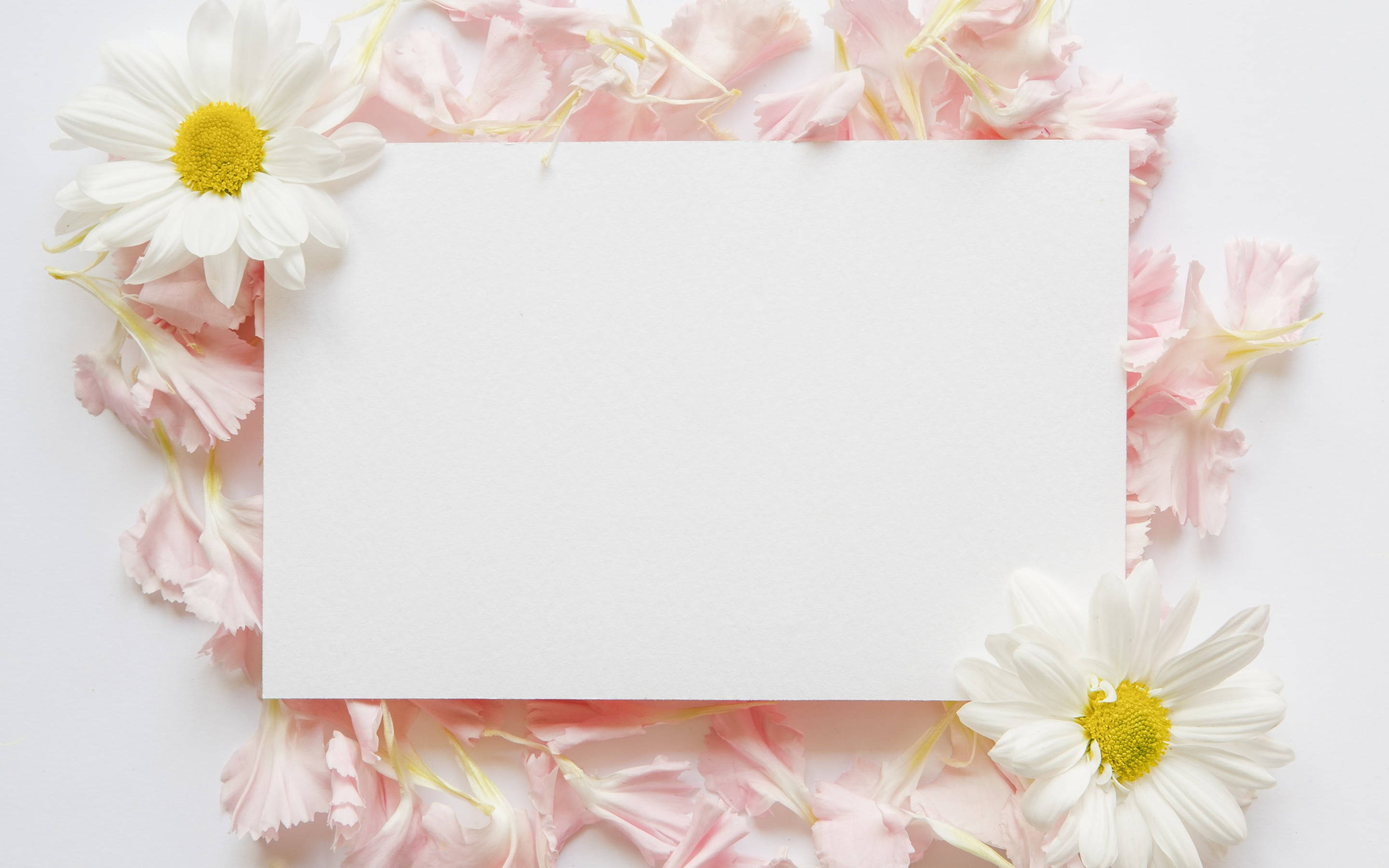 pink floral presentation, pink petals, white daisies, 2K Desktop Wallpaper