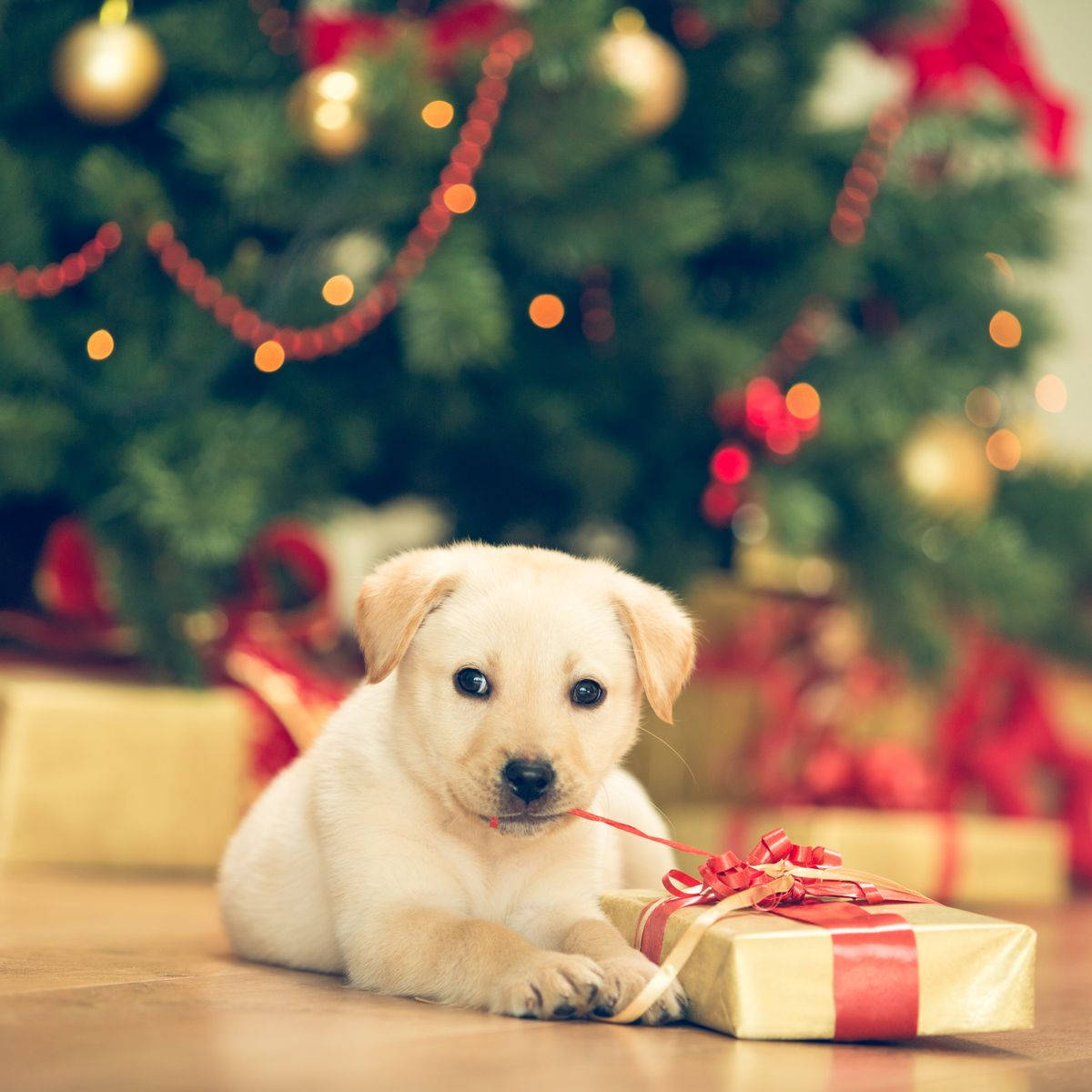 puppy, Christmas present, gift box, SD Desktop Wallpaper