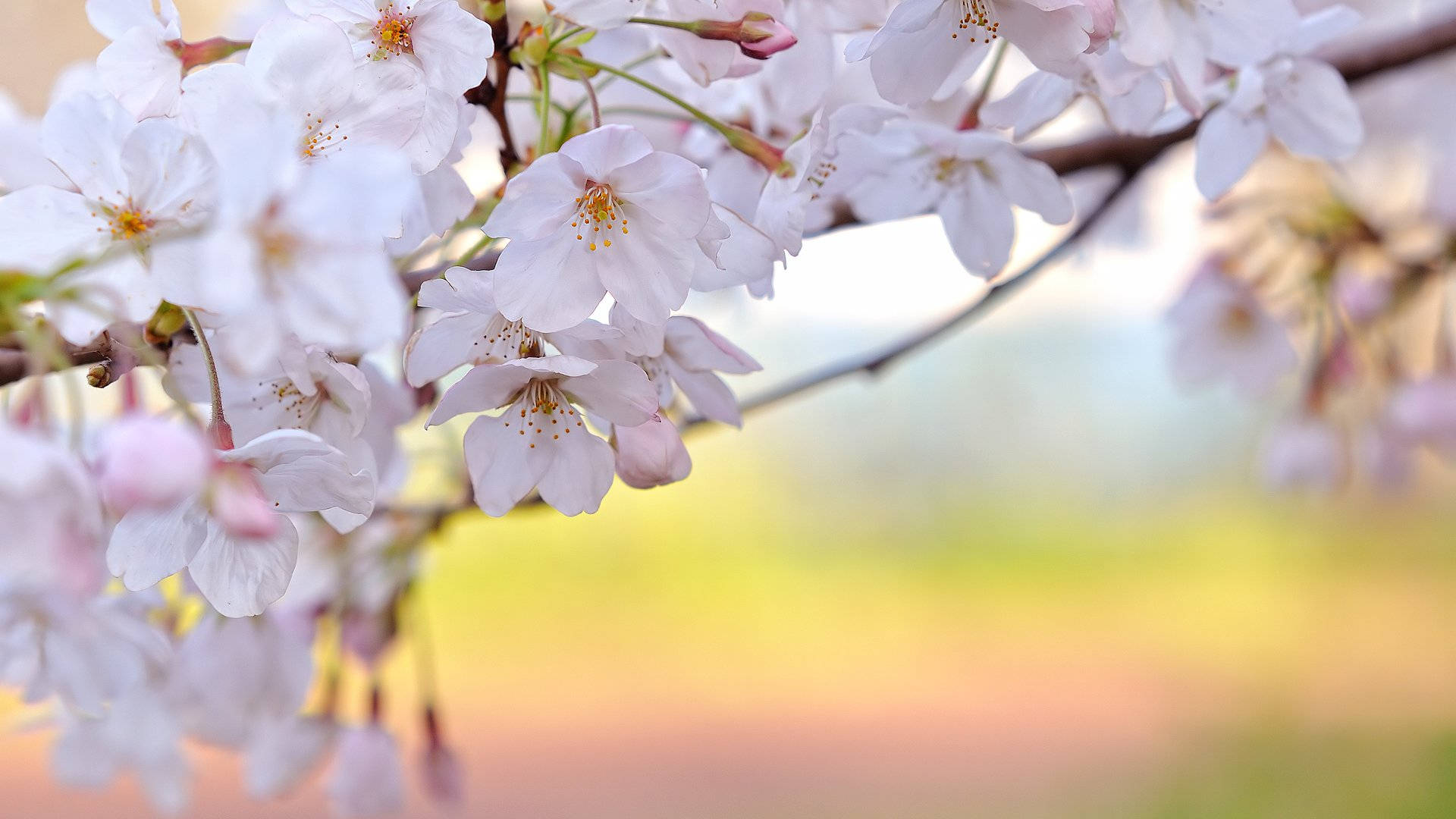 cherry blossom, white cherry blossoms, branch, Full HD Desktop Wallpaper