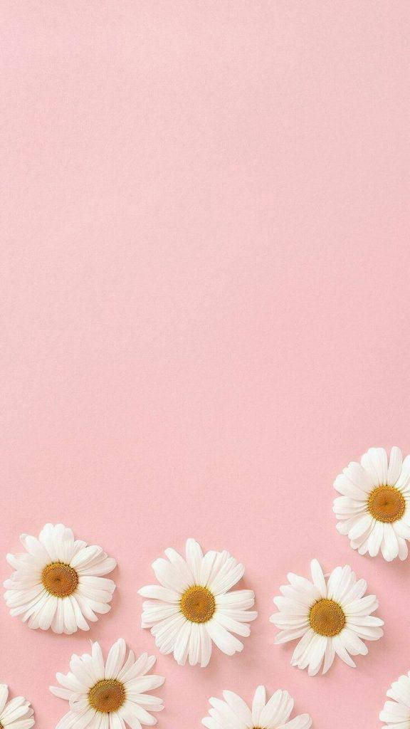 daisies, pink, white, SD Phone Wallpaper