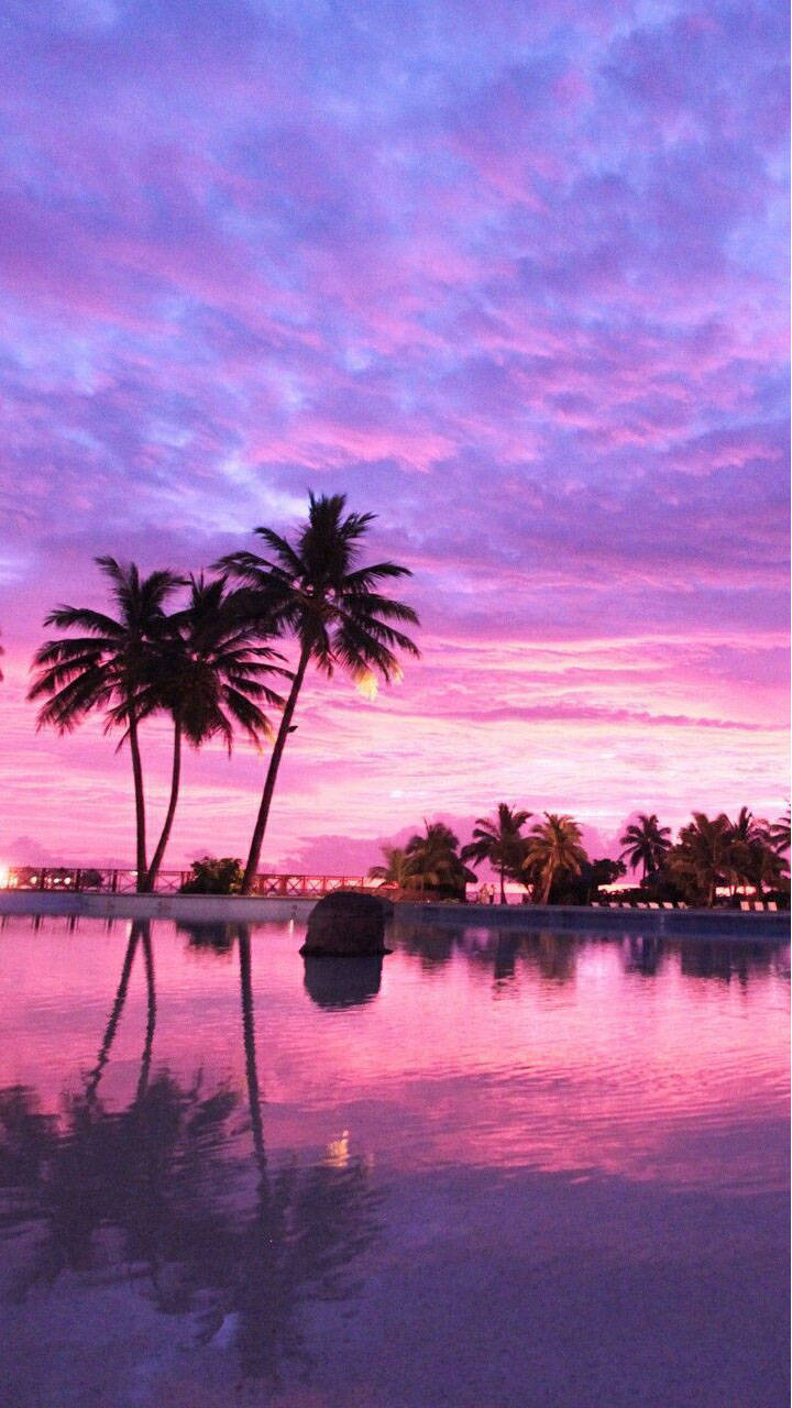 pink tropical place, palm trees, calm water, HD Phone Wallpaper