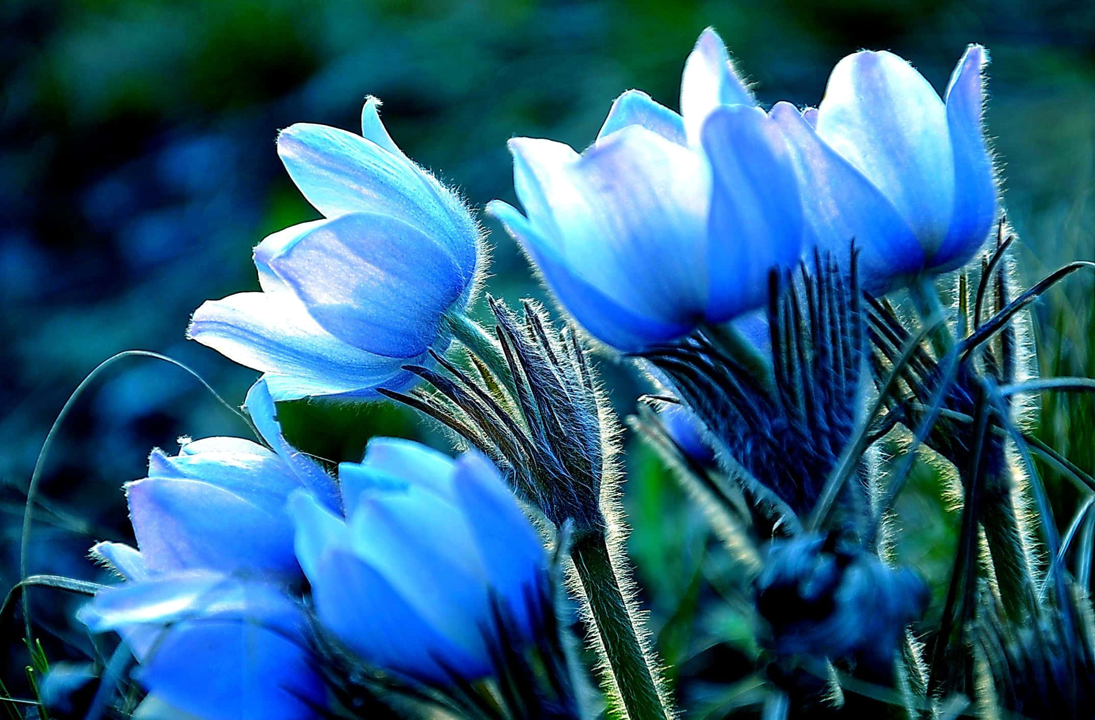 luminous blue flowers, blue pasque flowers, fuzzy stems, Full HD Desktop Wallpaper
