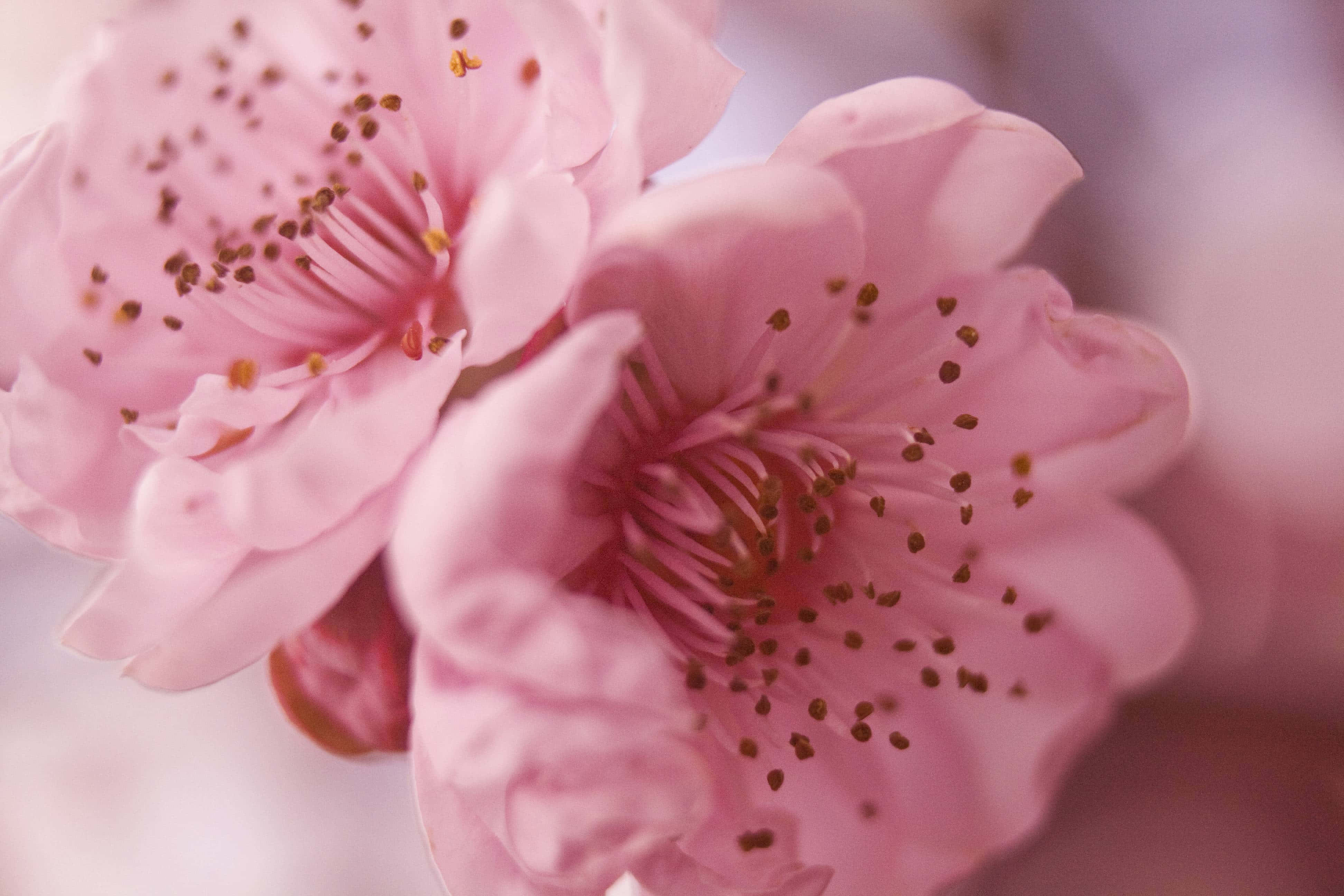 Pink Cherry Blossom Flowers, soft pink, close-up, 4K Desktop Wallpaper