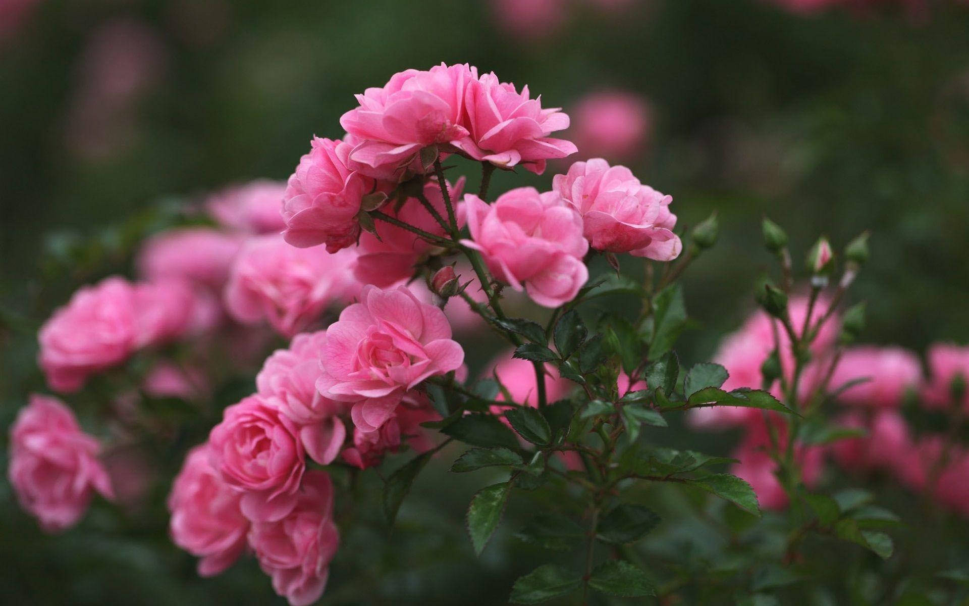 soft pink roses, blurred green garden backdrop, growing pink flower, Full HD Desktop Wallpaper