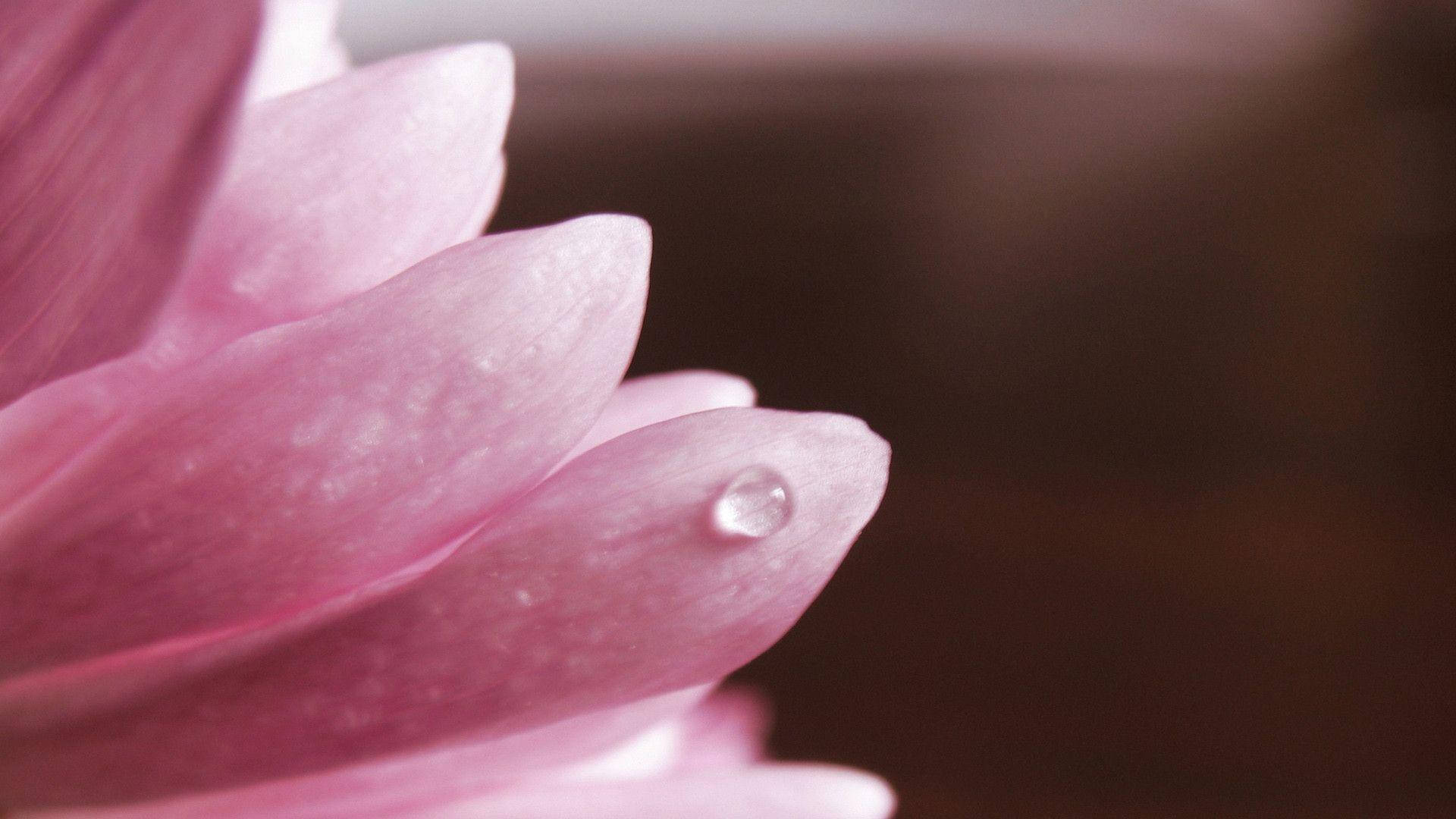 pink flower, soft pink flower petals, glistening water droplet, Full HD Desktop Wallpaper
