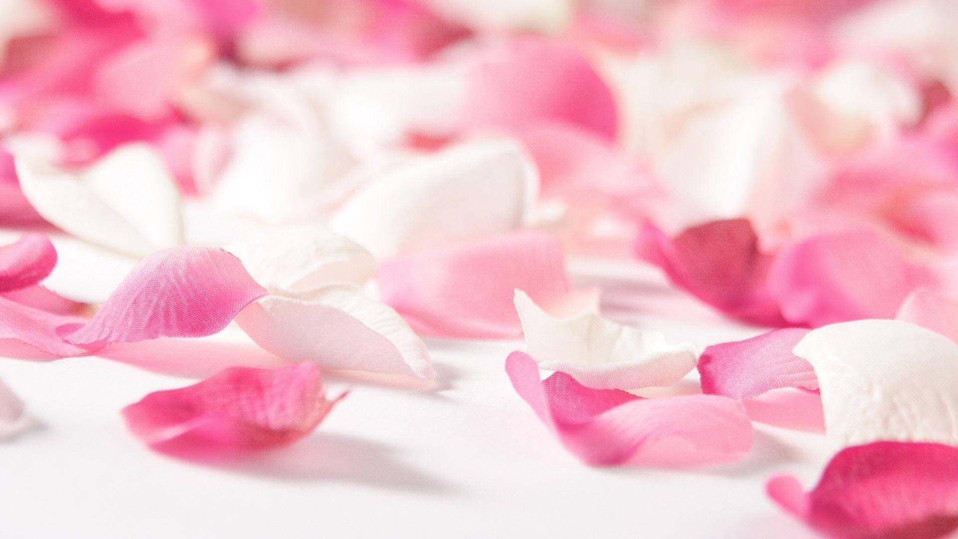 pink flower petals, soft pink, white rose petals, Full HD Desktop Wallpaper