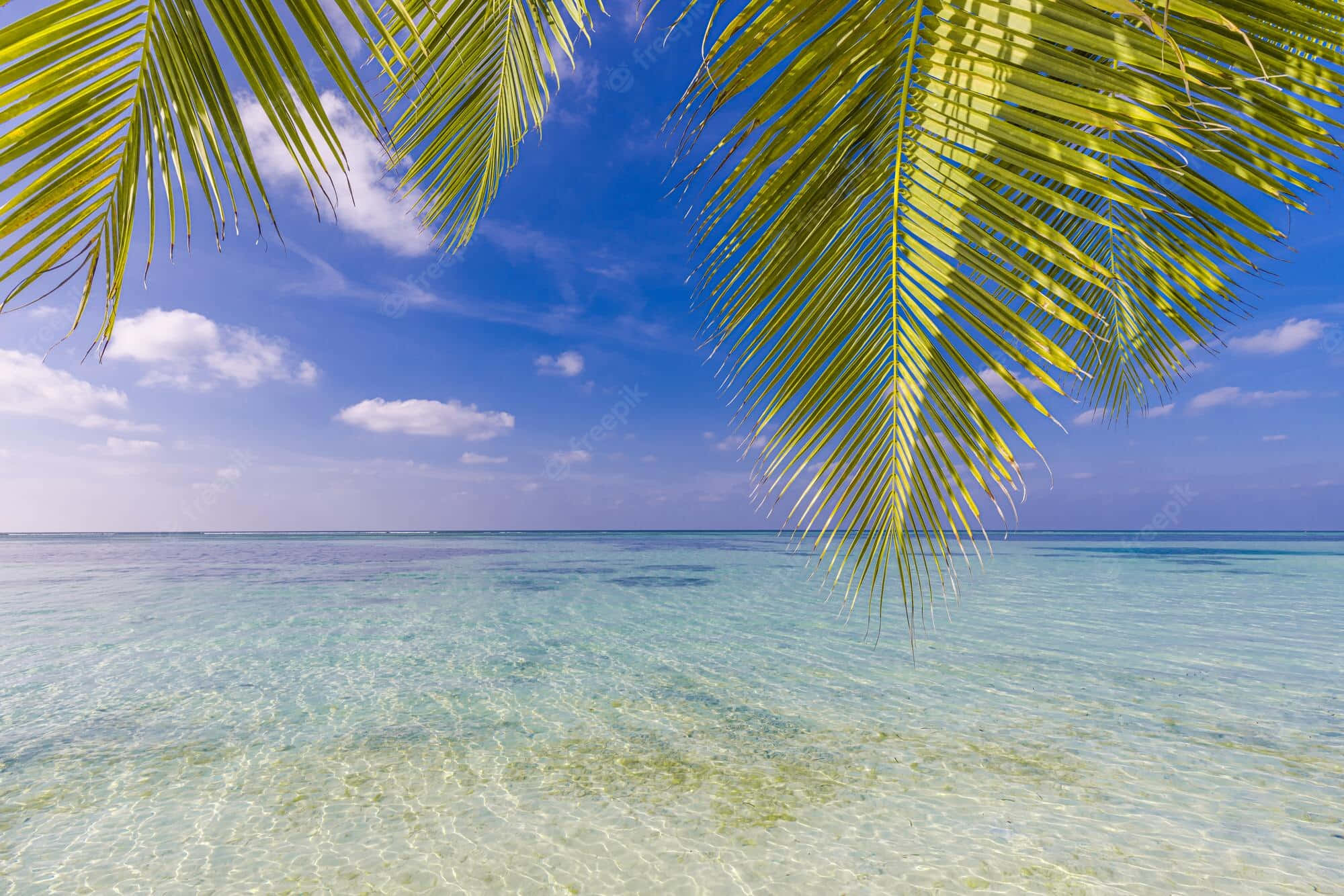 tropical beach scenes, paradise, vibrant green palm fronds, Full HD Desktop Wallpaper
