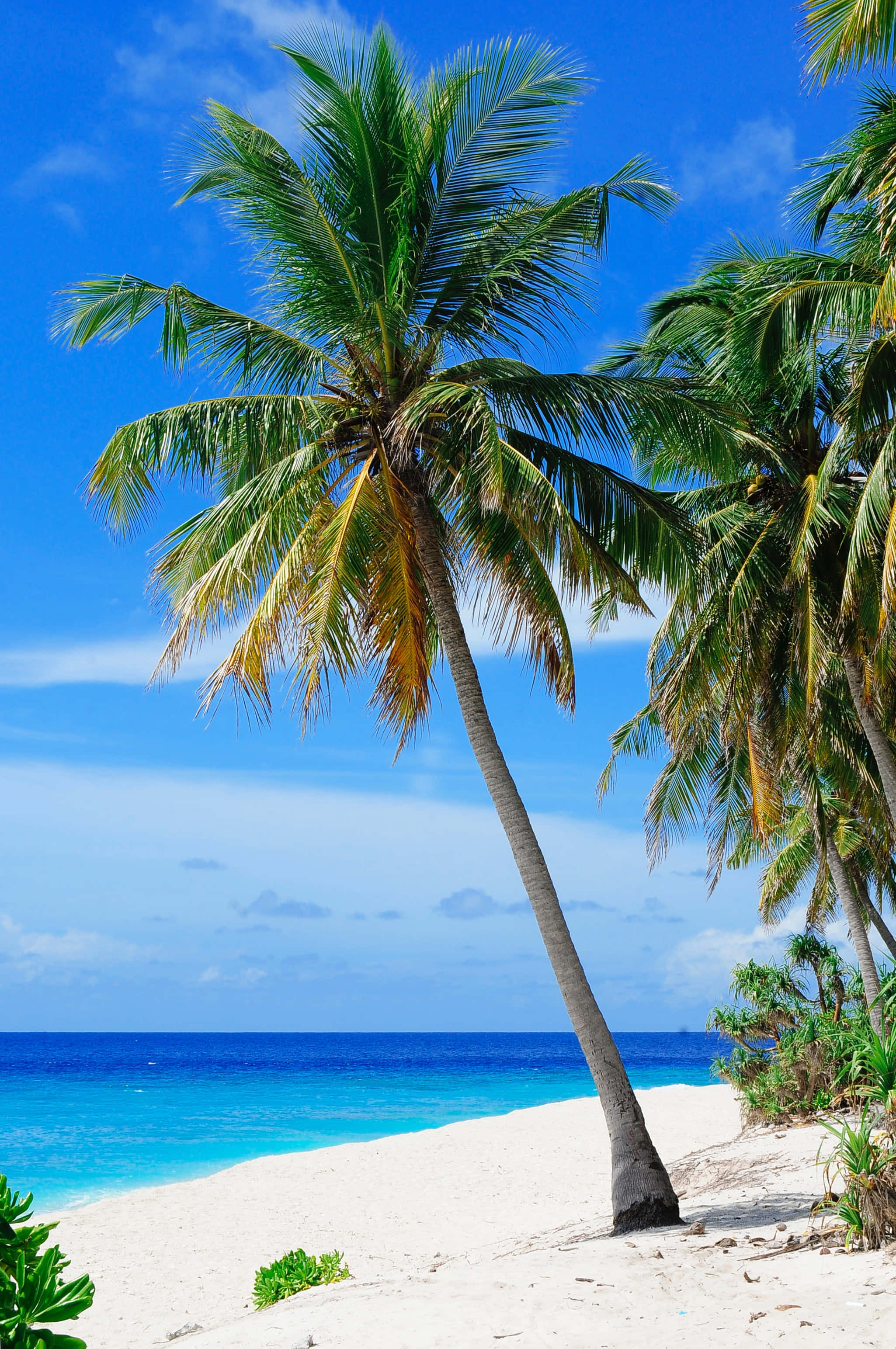 beach holiday 2050, tropical beach paradise, palm tree, 2K Phone Wallpaper