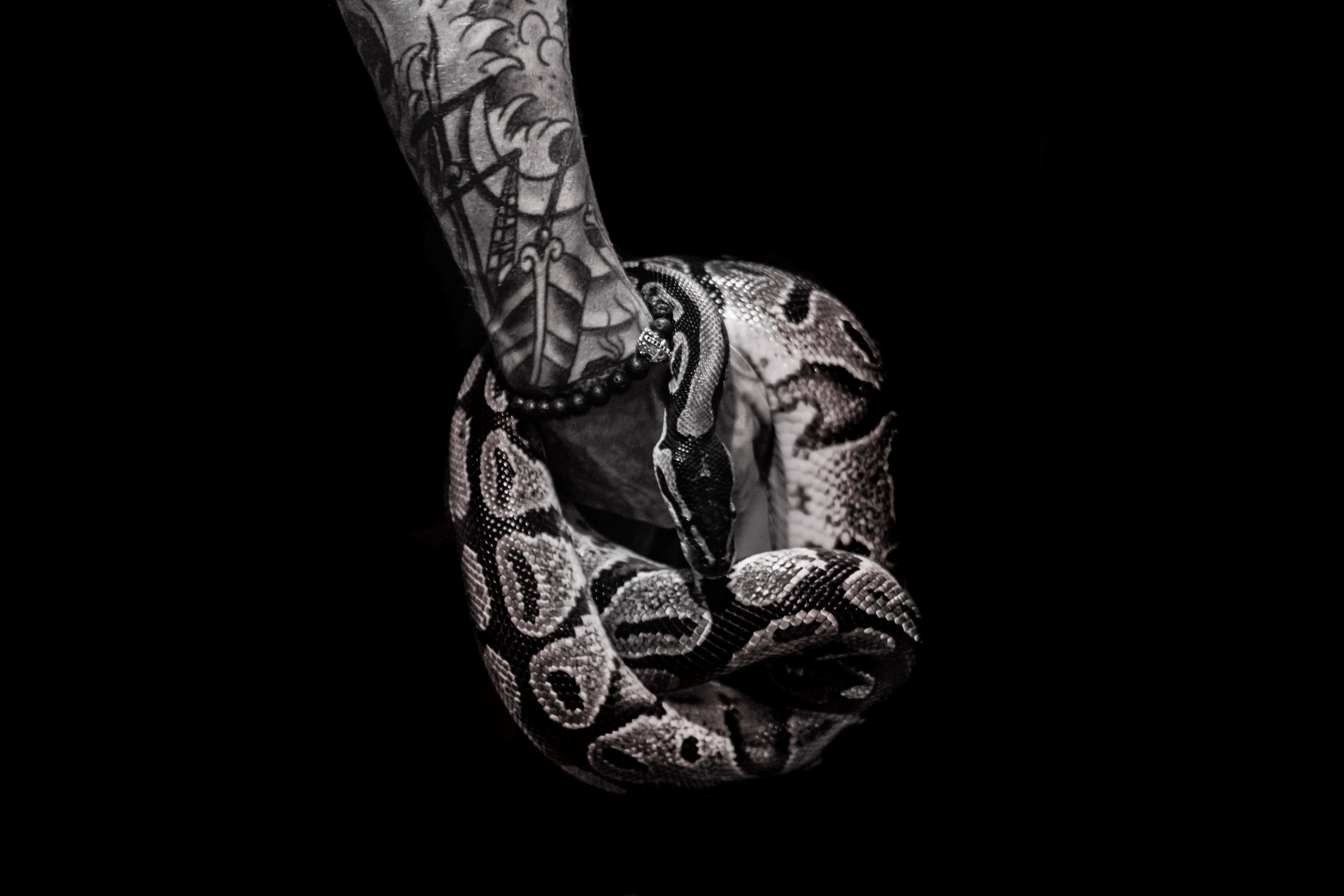 Pretty Black Snake Minimalist, python, stark black background, 5K Desktop Wallpaper