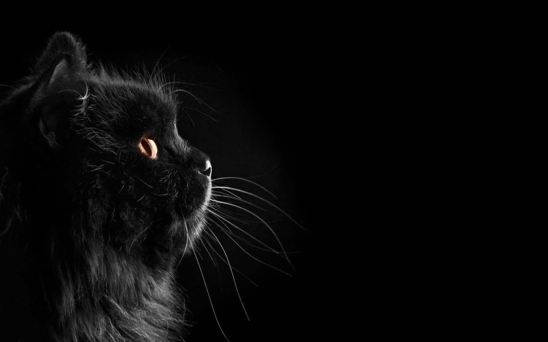Pretty Black, black cat, amber eyes, Full HD Desktop Wallpaper