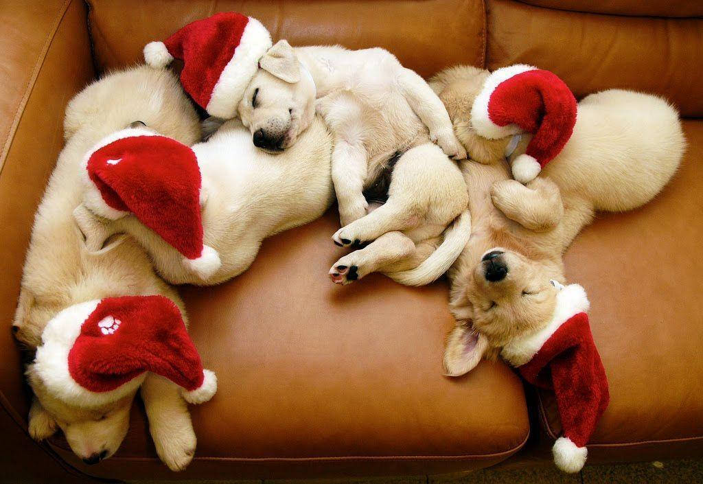 puppies, red Santa hats, cozy pile, SD Desktop Wallpaper