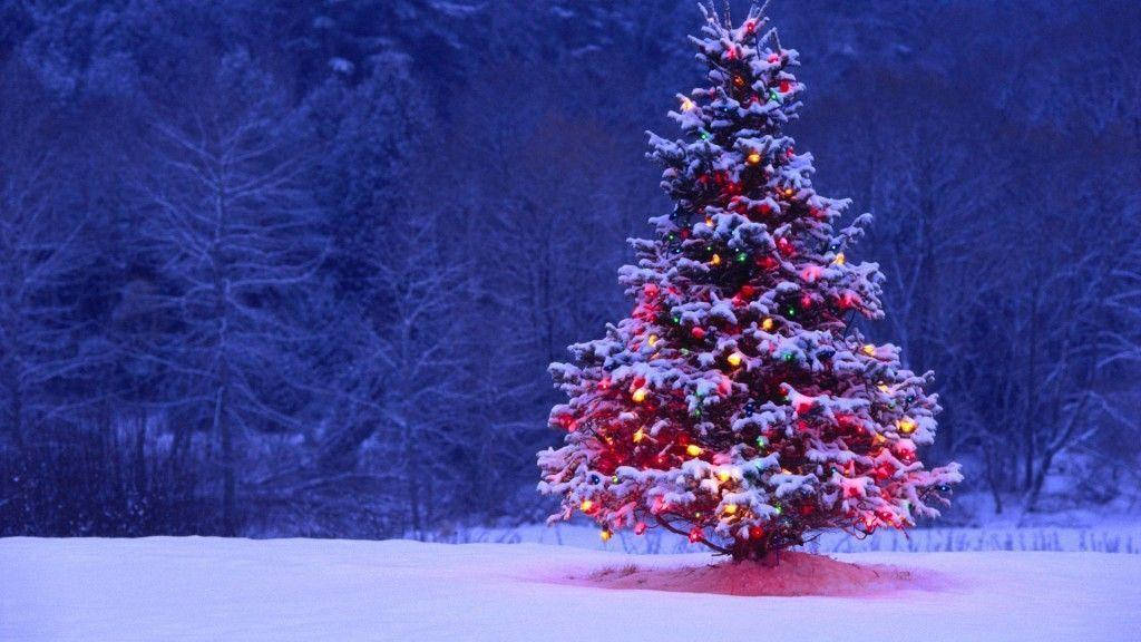 Christmas tree, snow-covered, colorful lights, SD Desktop Wallpaper