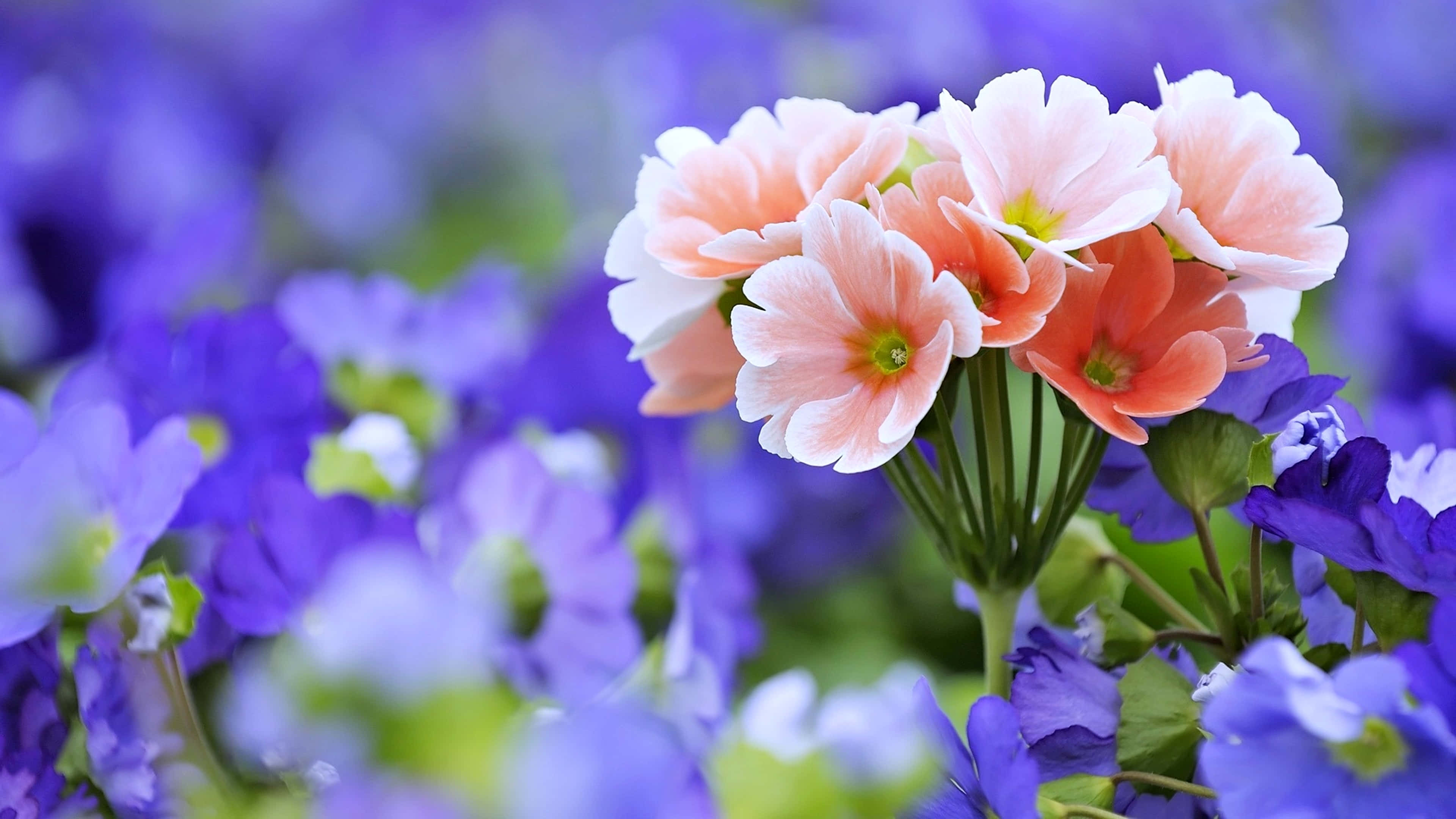 pretty flower, peach, white, 4K Desktop Wallpaper