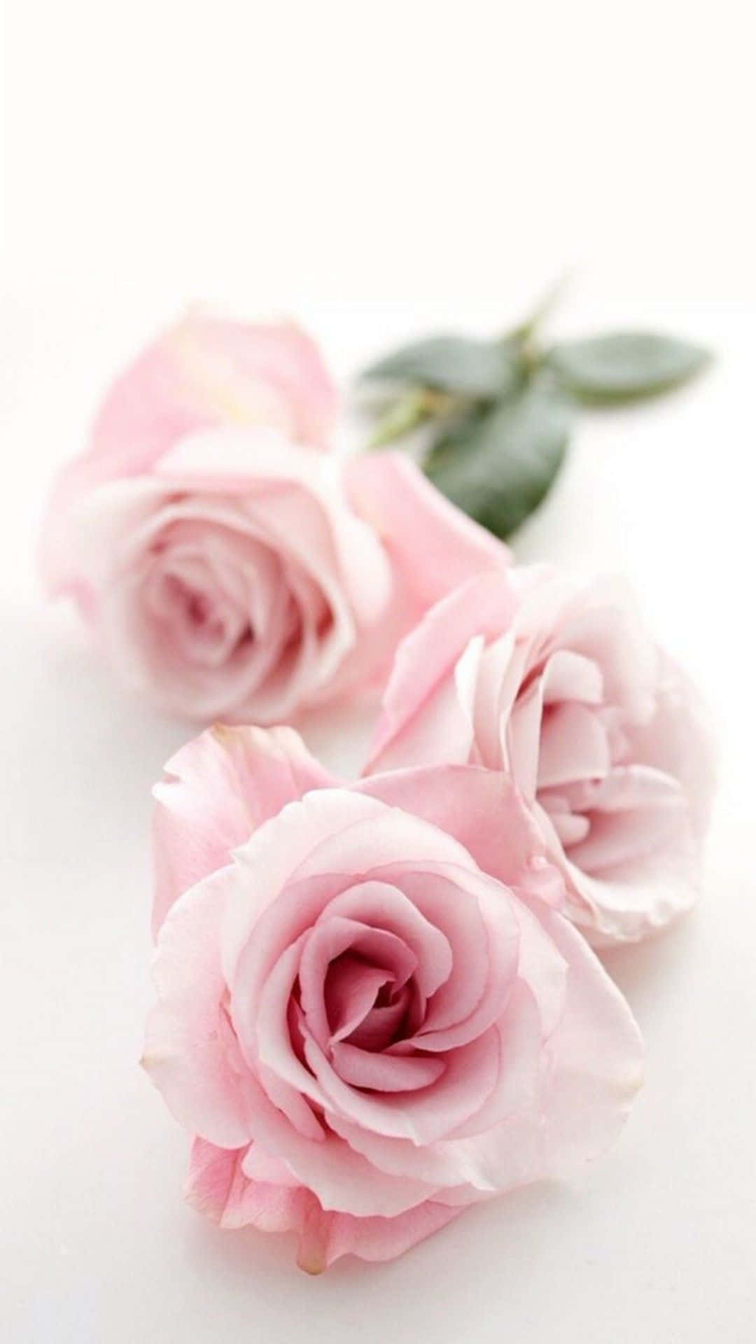 pretty flower, soft pink roses, green leaves, Full HD Phone Wallpaper